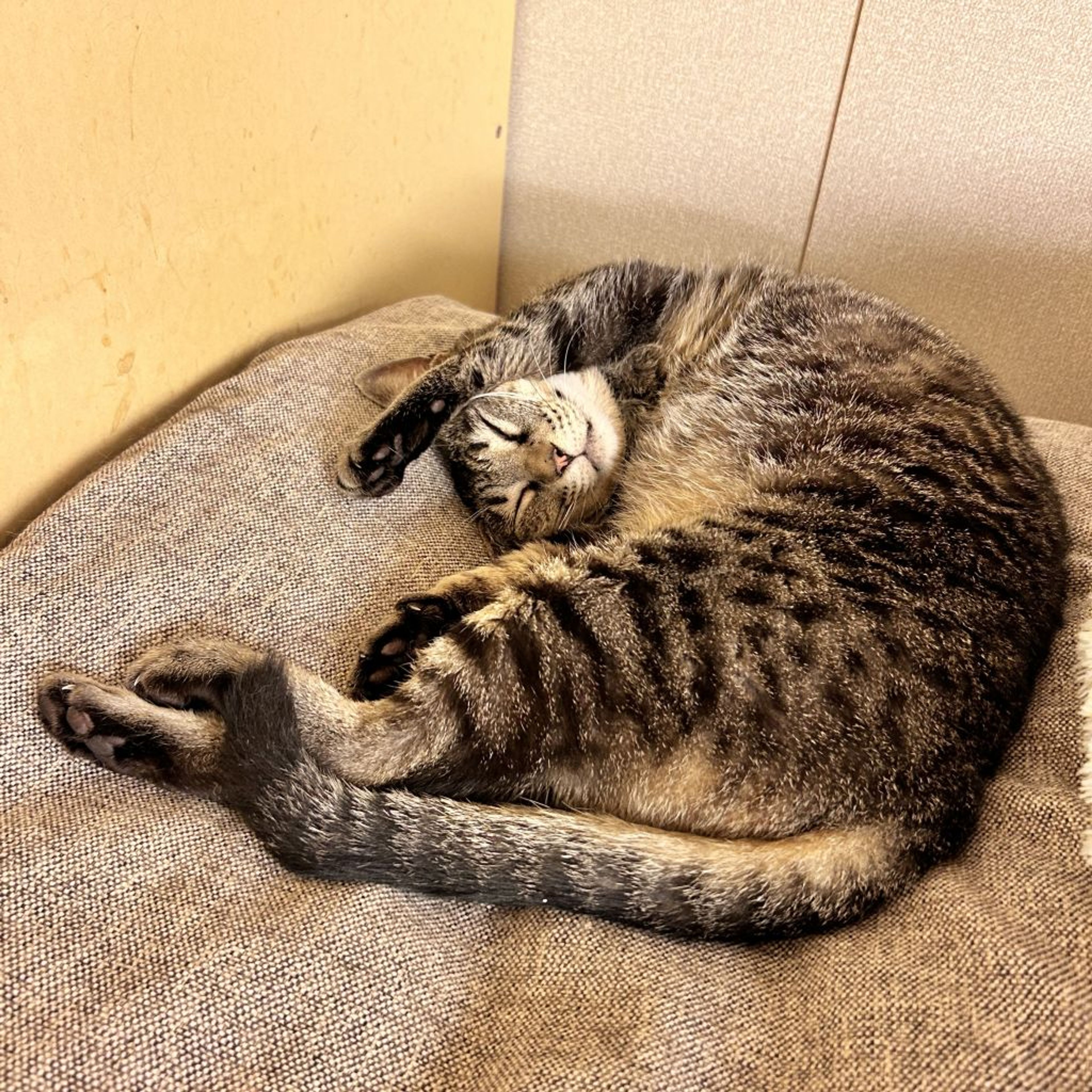 pet-image-5