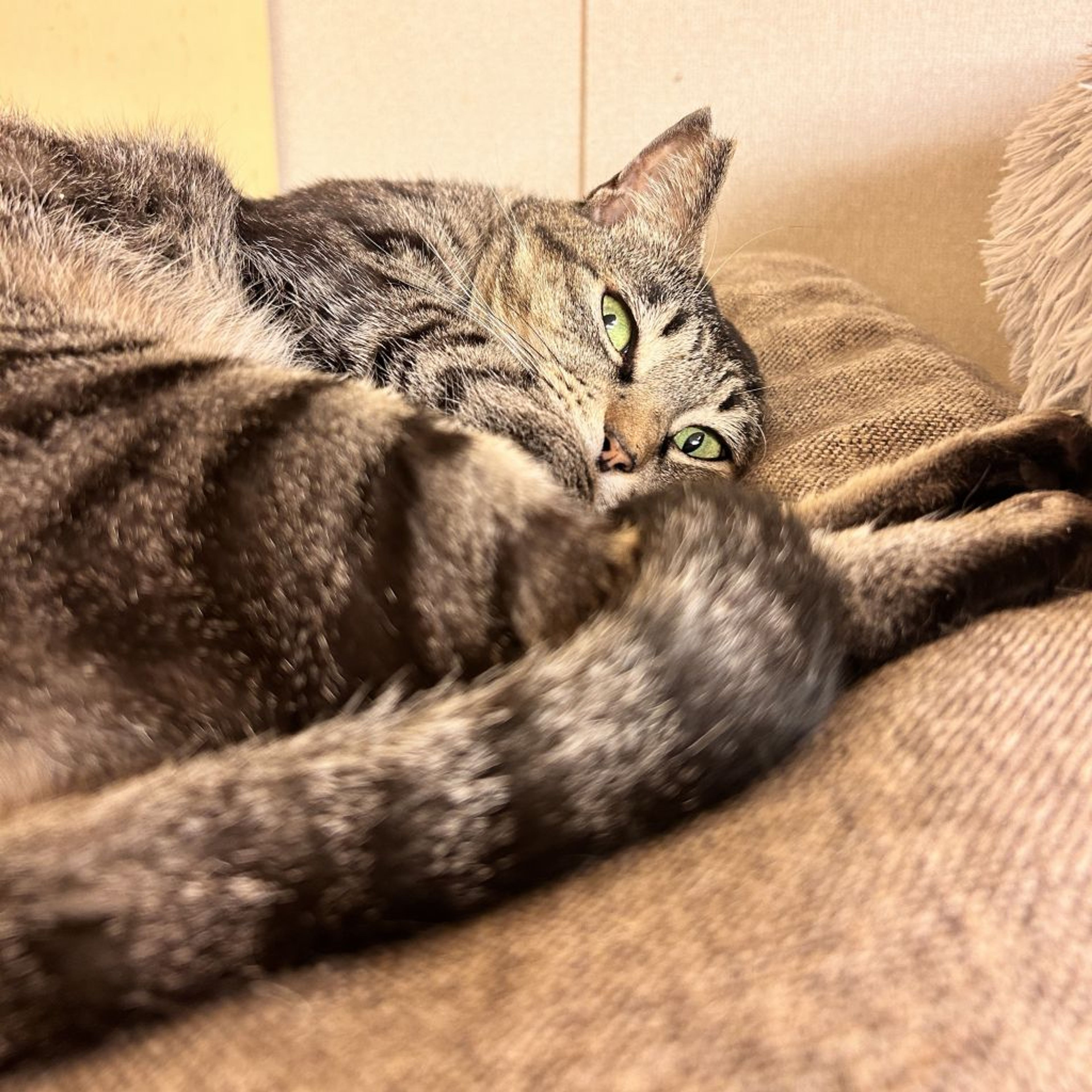 pet-image-6