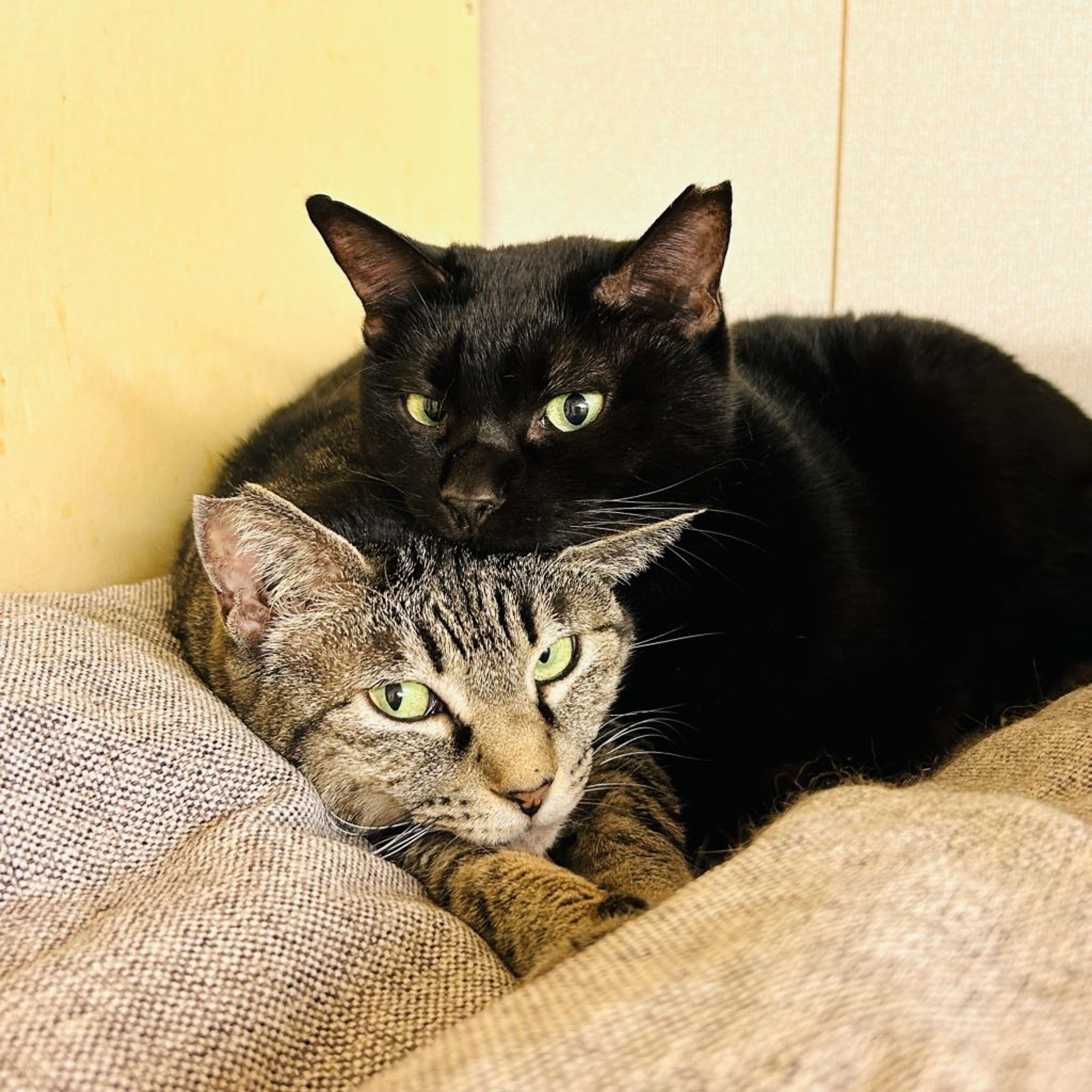 pet-image-7