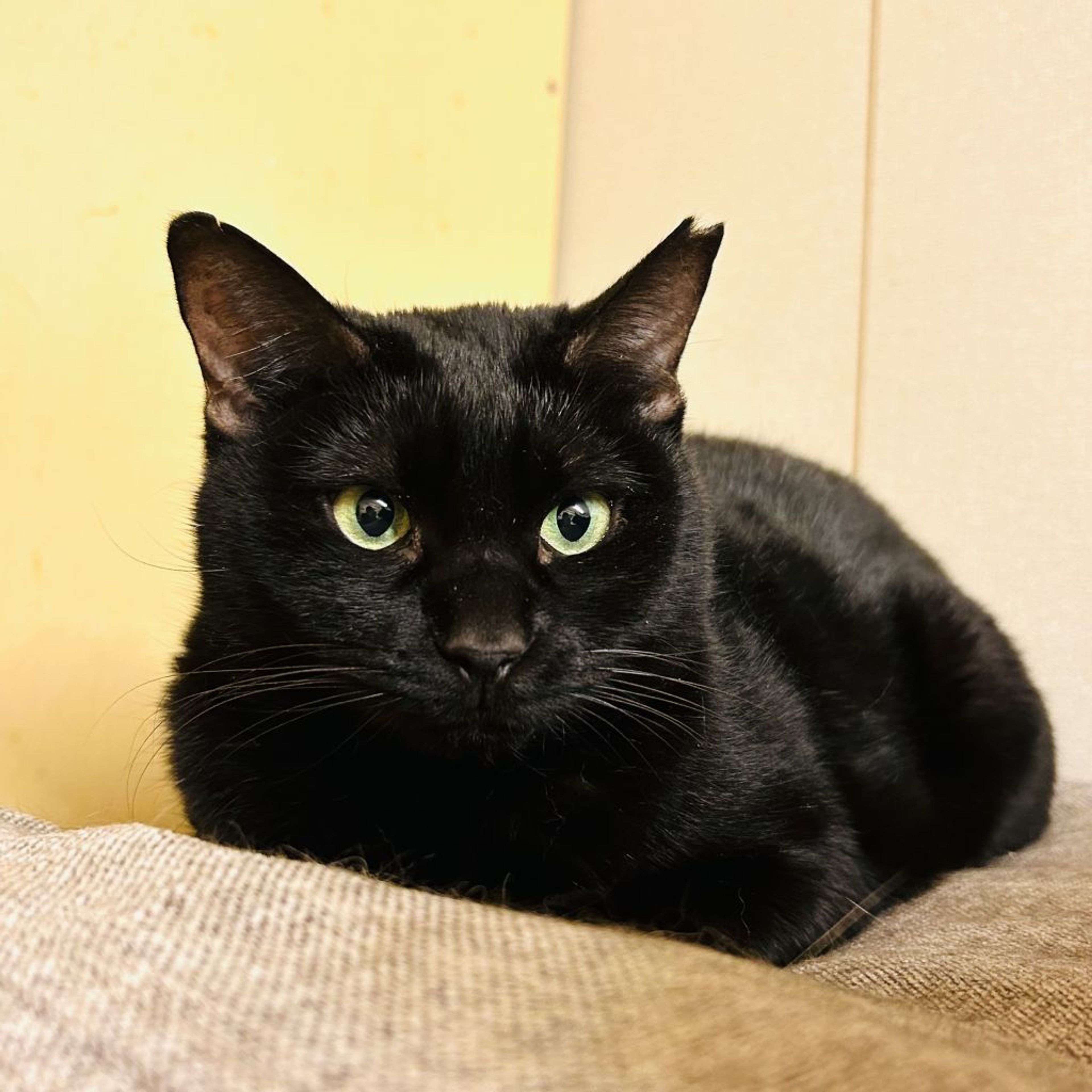 pet-image-3