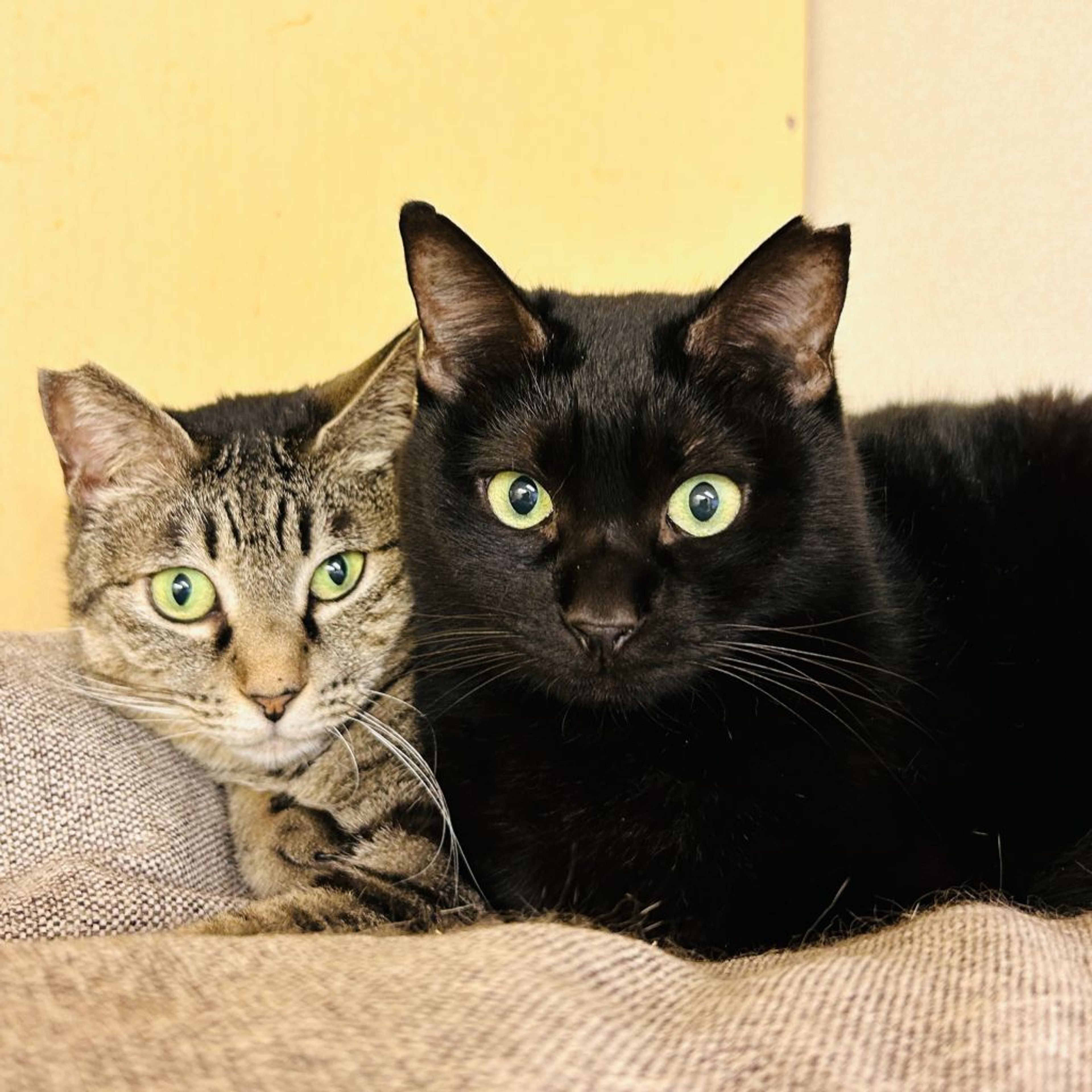 pet-image-4