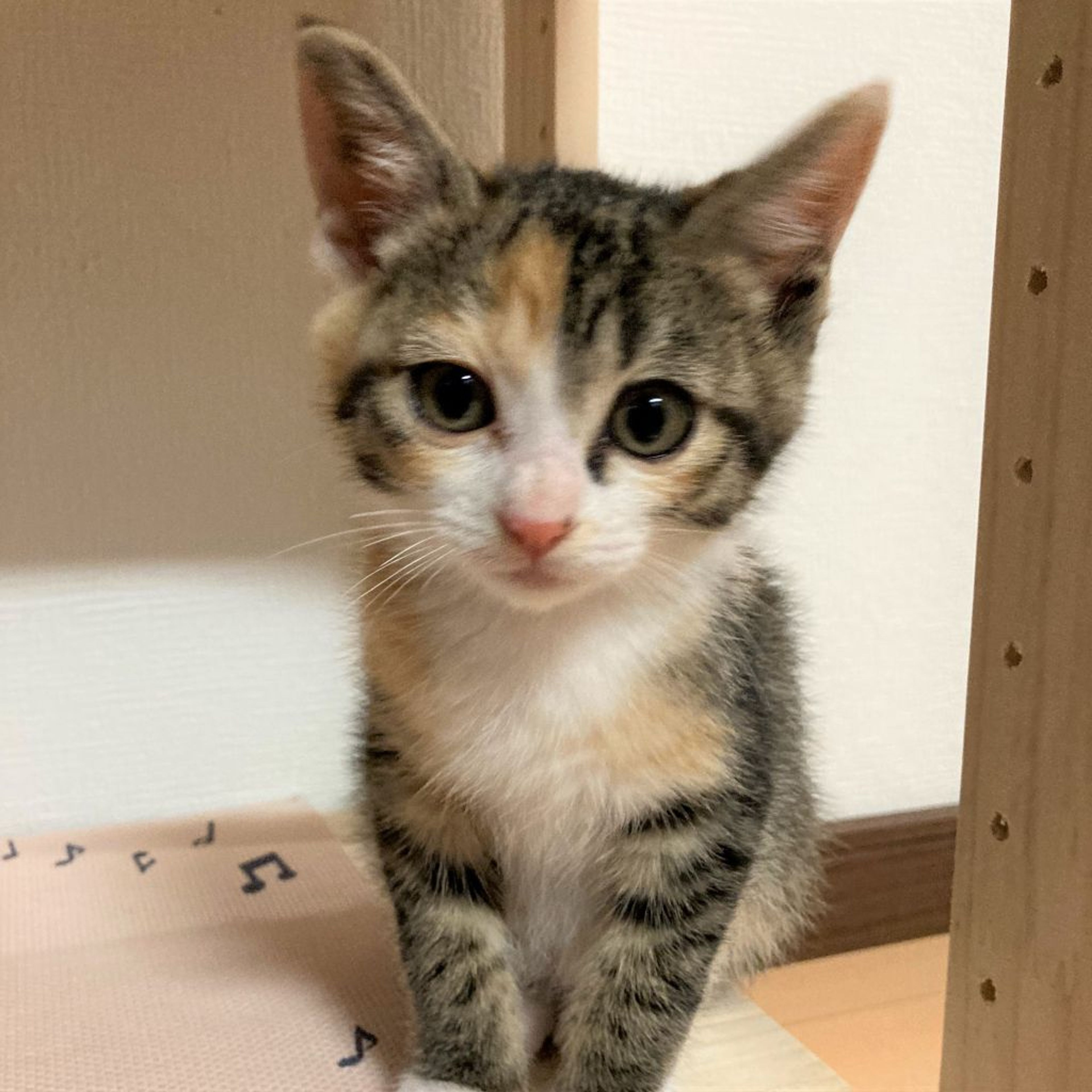 雑種（ミックス猫）・メスの里親募集の写真