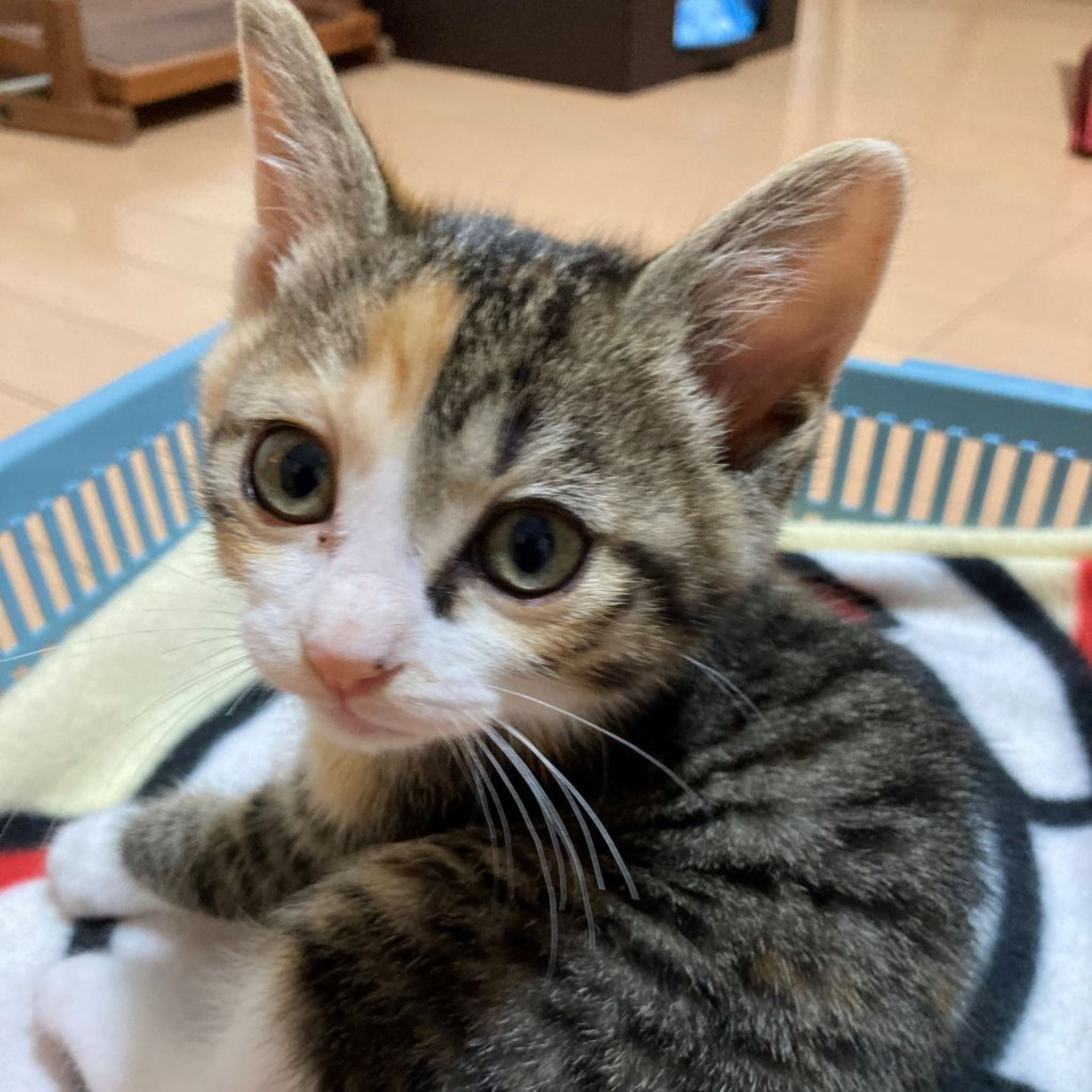 pet-image-2