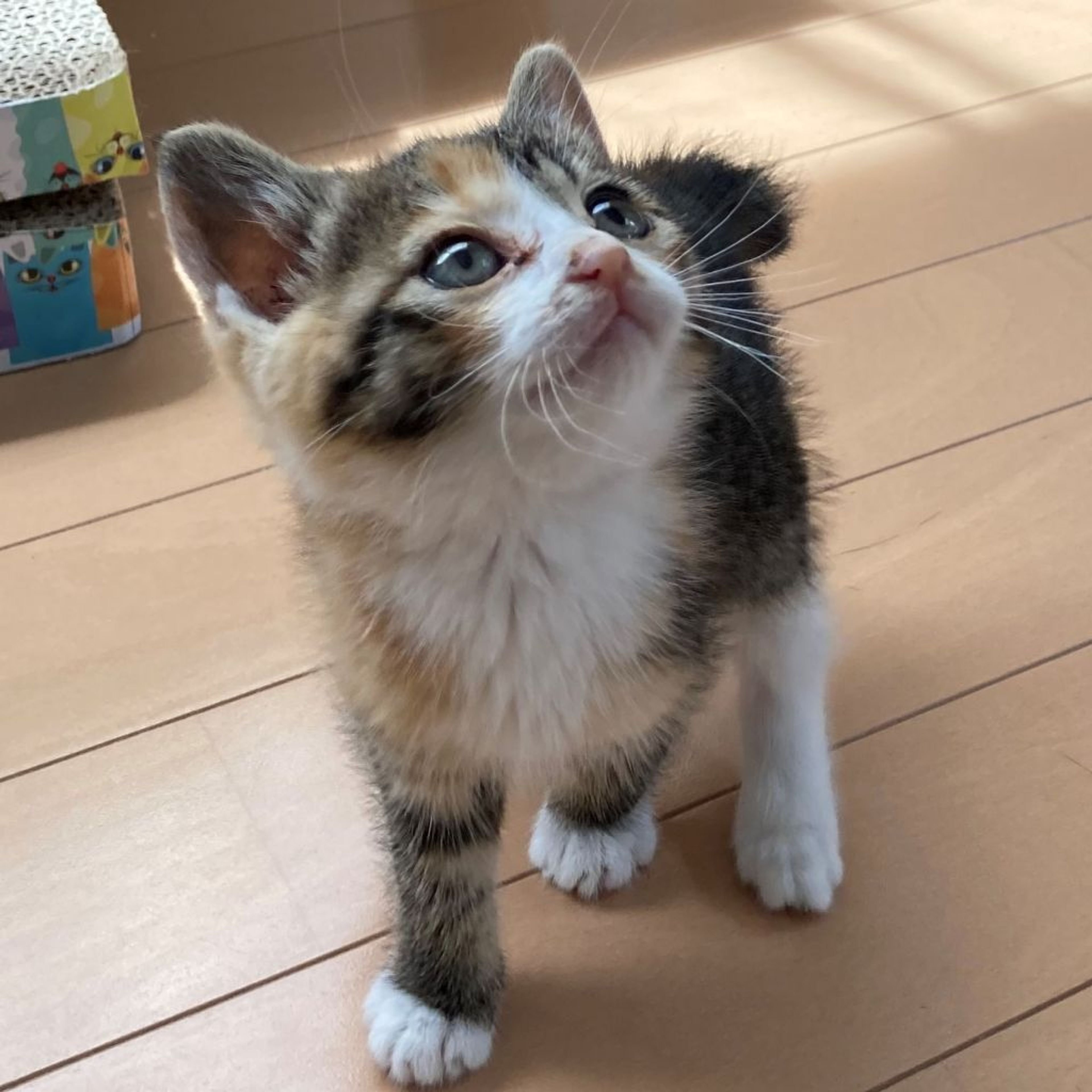 pet-image-3