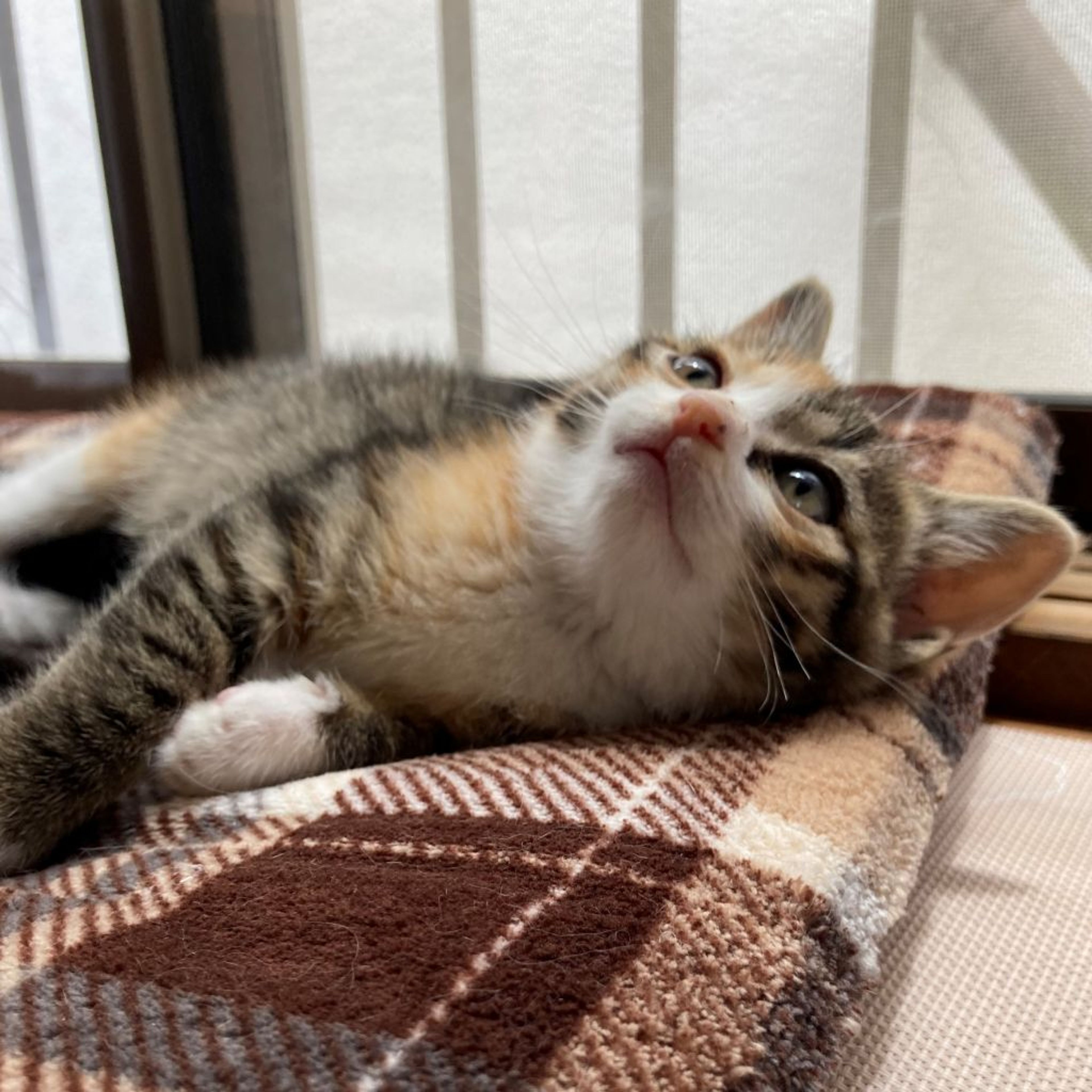 pet-image-4