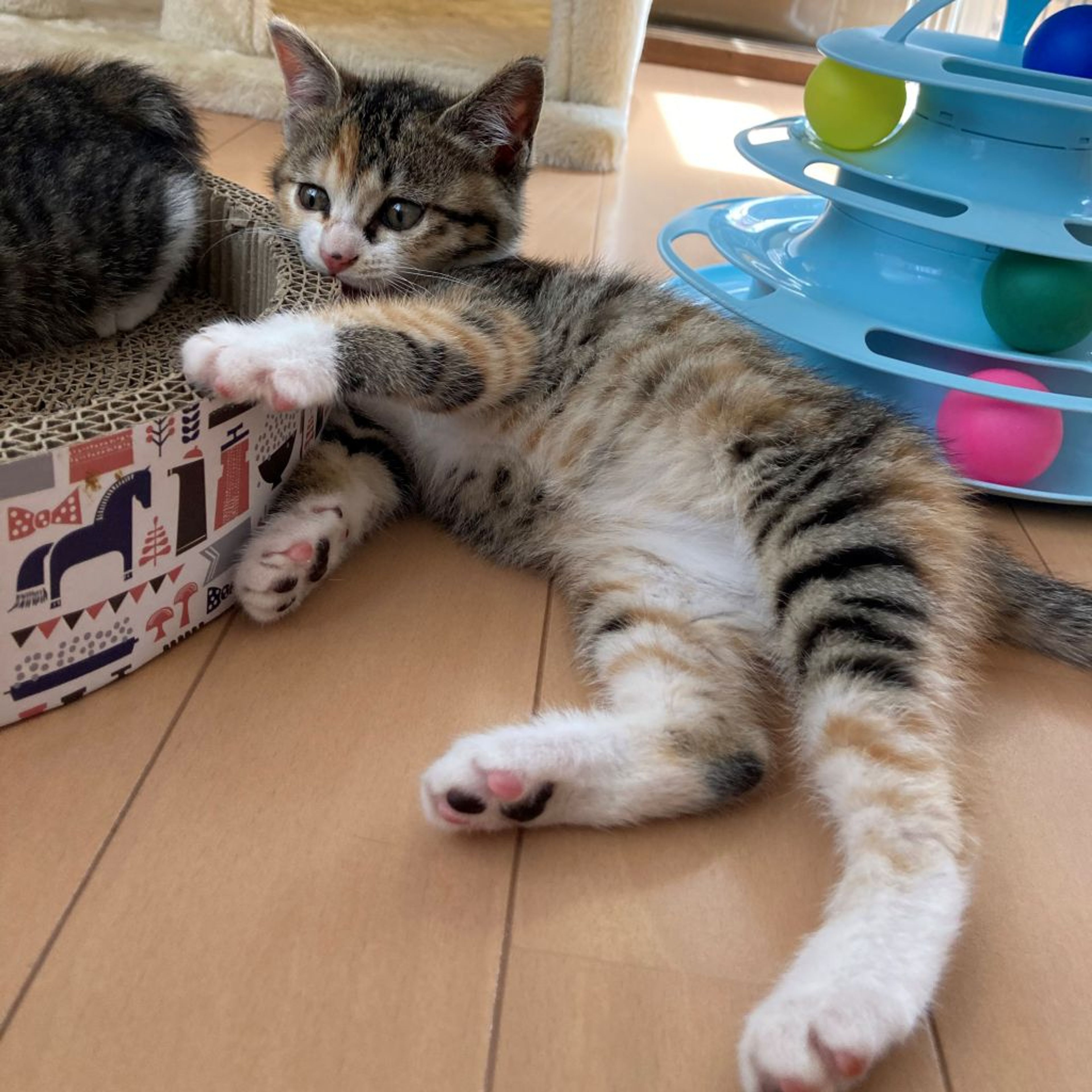 pet-image-2