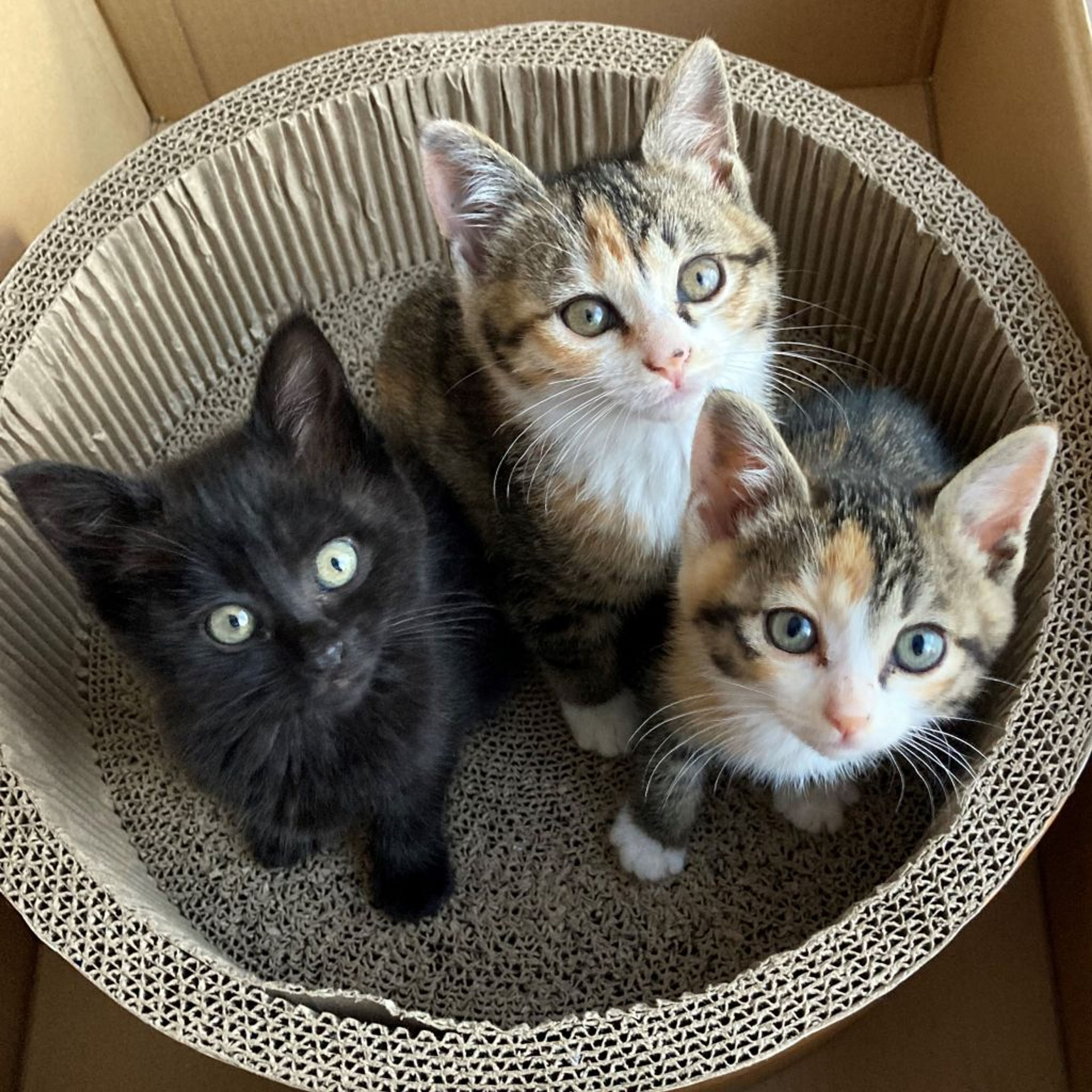 pet-image-4