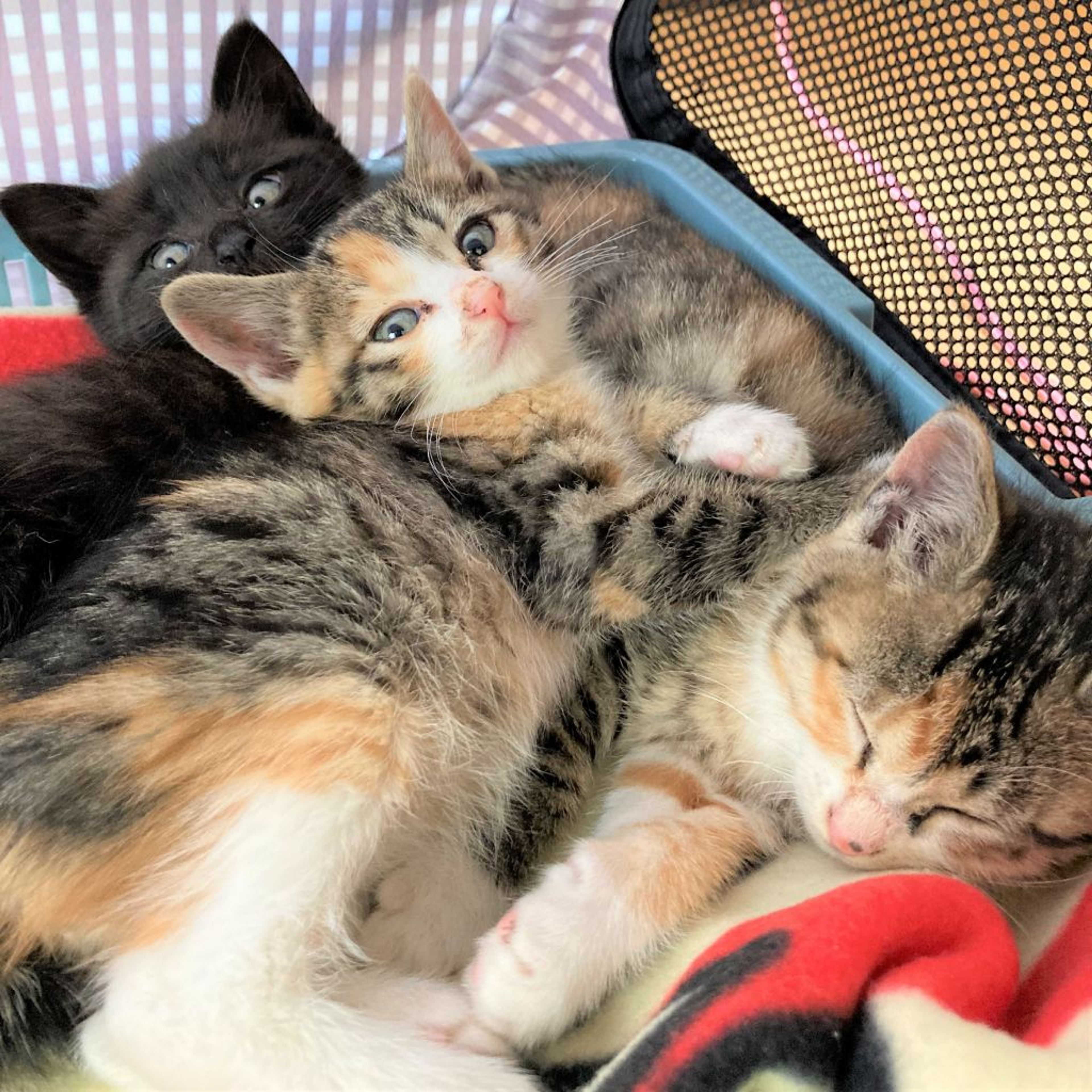 pet-image-5
