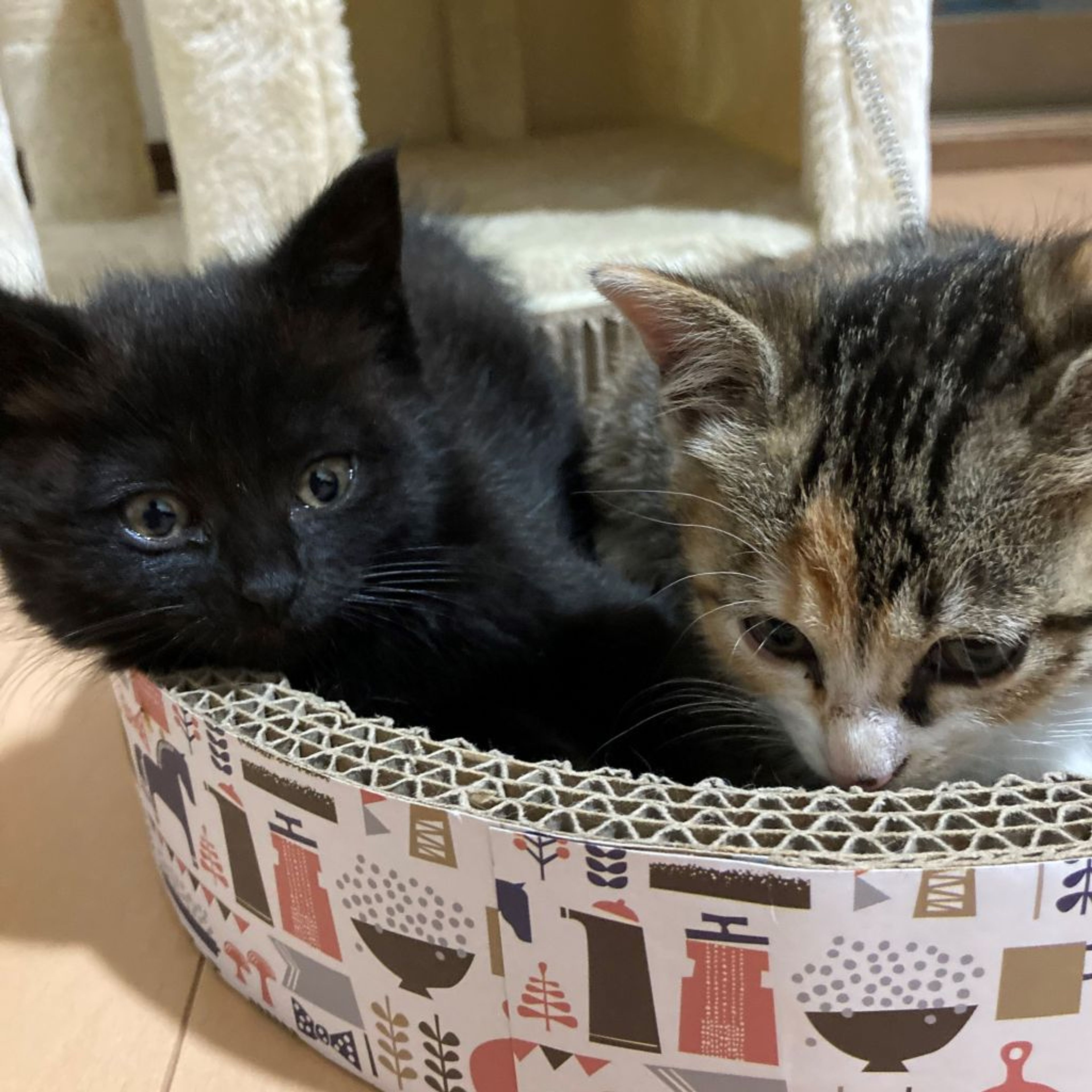 pet-image-4