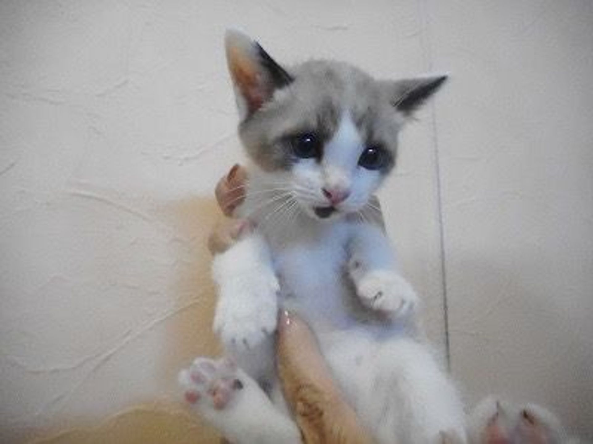 雑種（ミックス猫）・オスの里親募集の写真