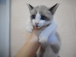 thumb-1