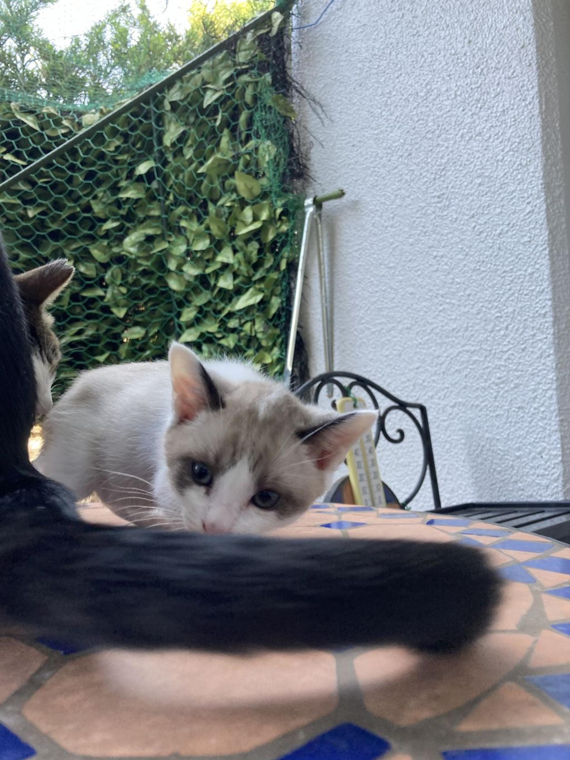 pet-image-3