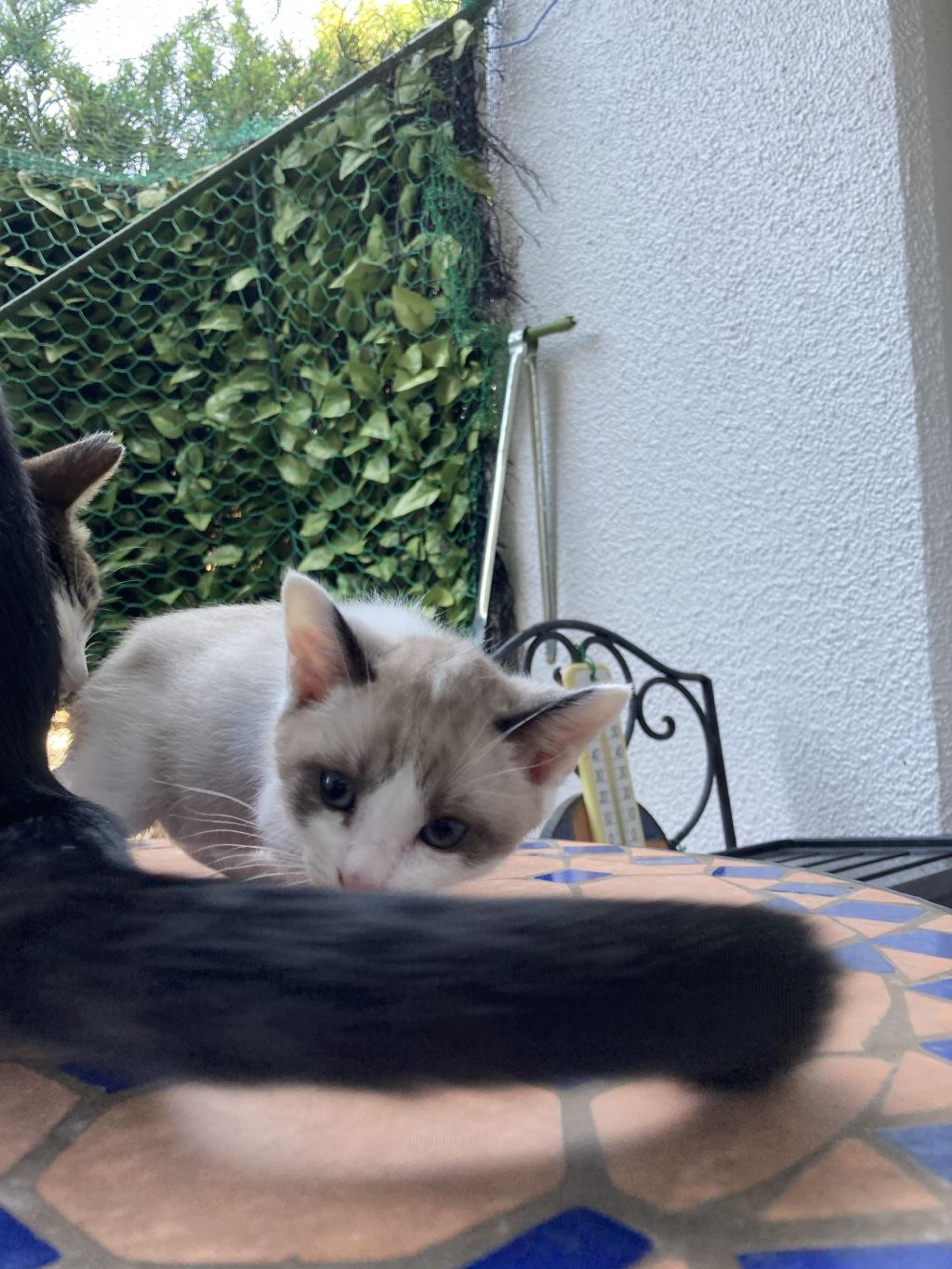 pet-image-3