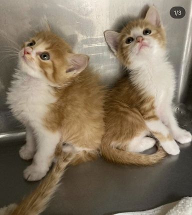 茶トラ　ブラザーズ