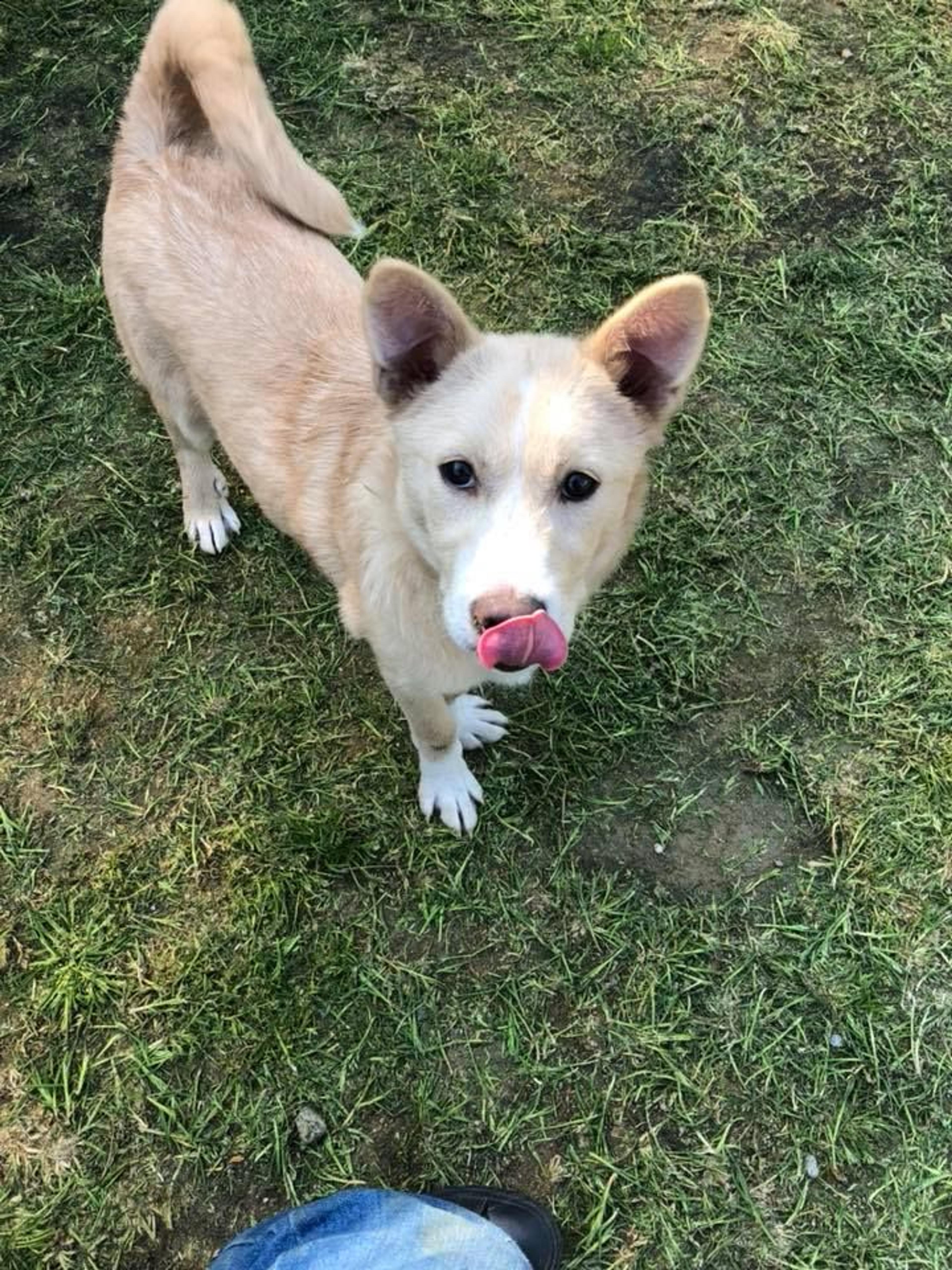 pet-image-2
