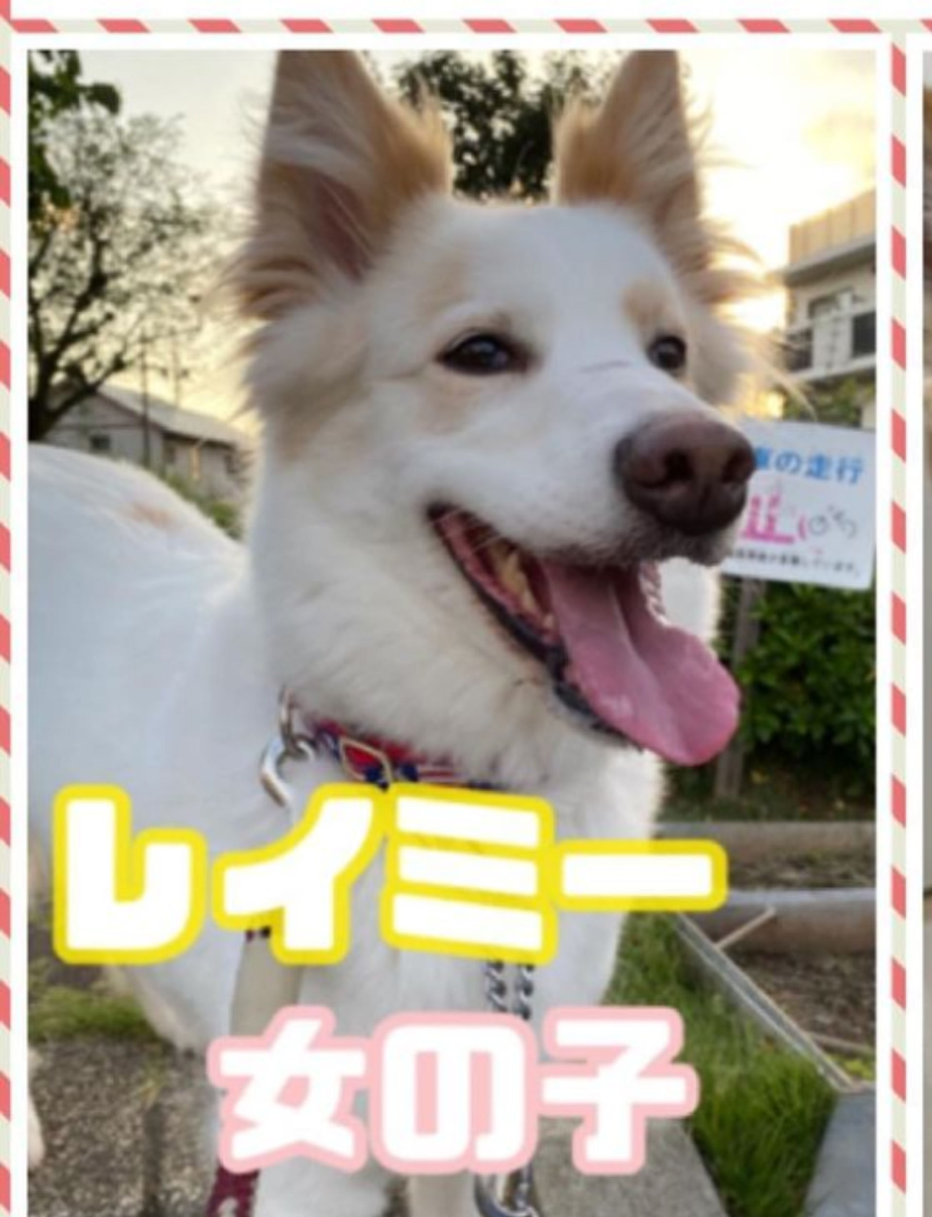 雑種（ミックス犬）・メスの里親募集の写真