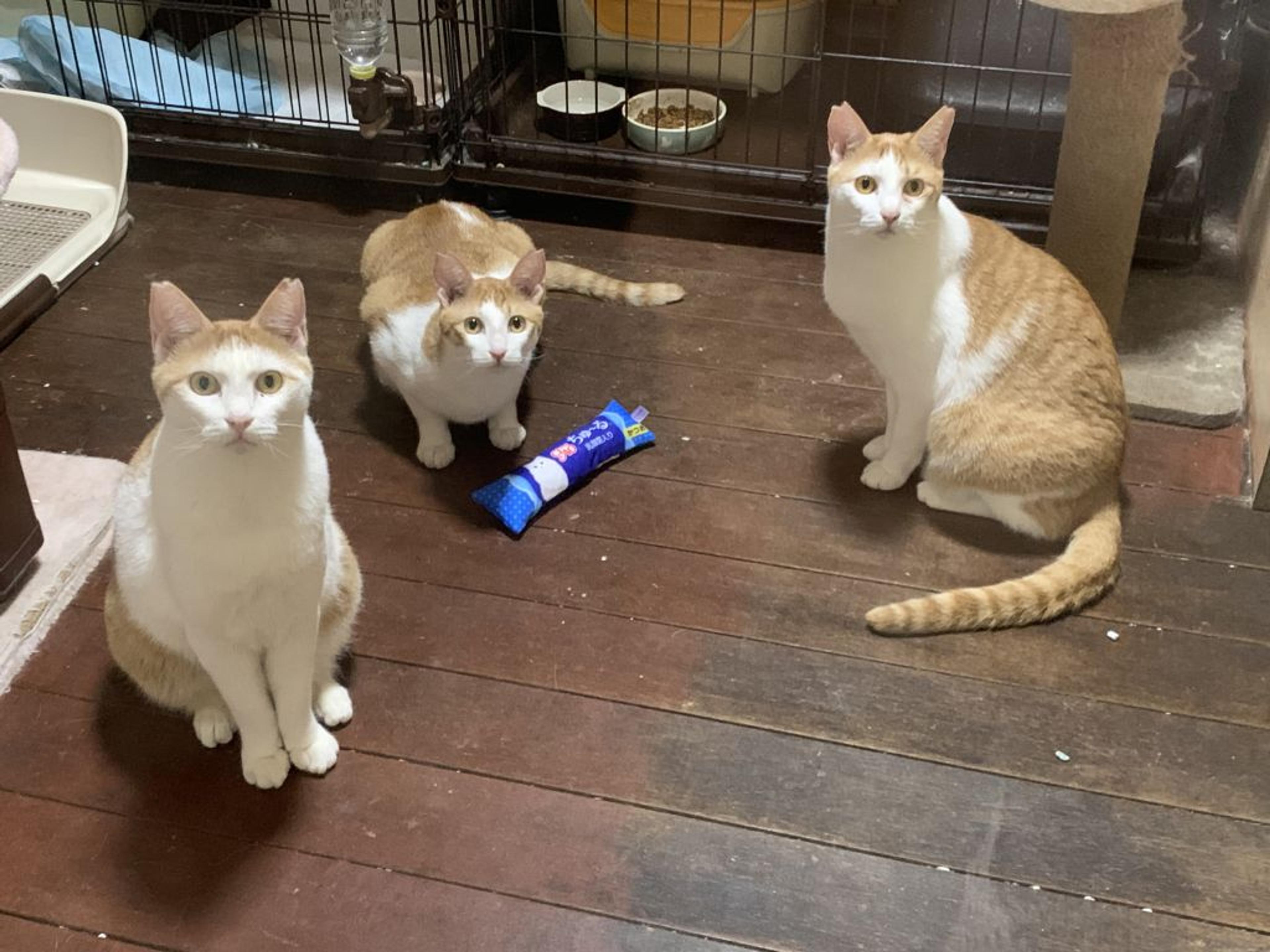 pet-image-2