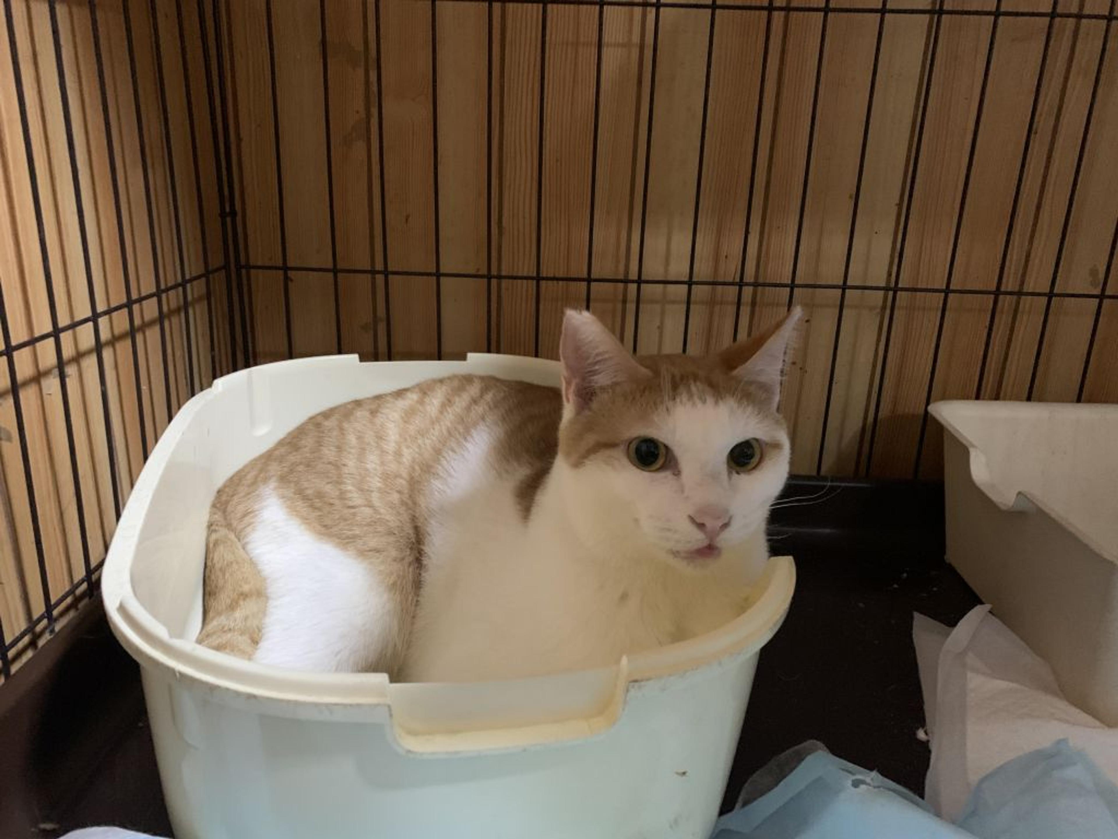 pet-image-3