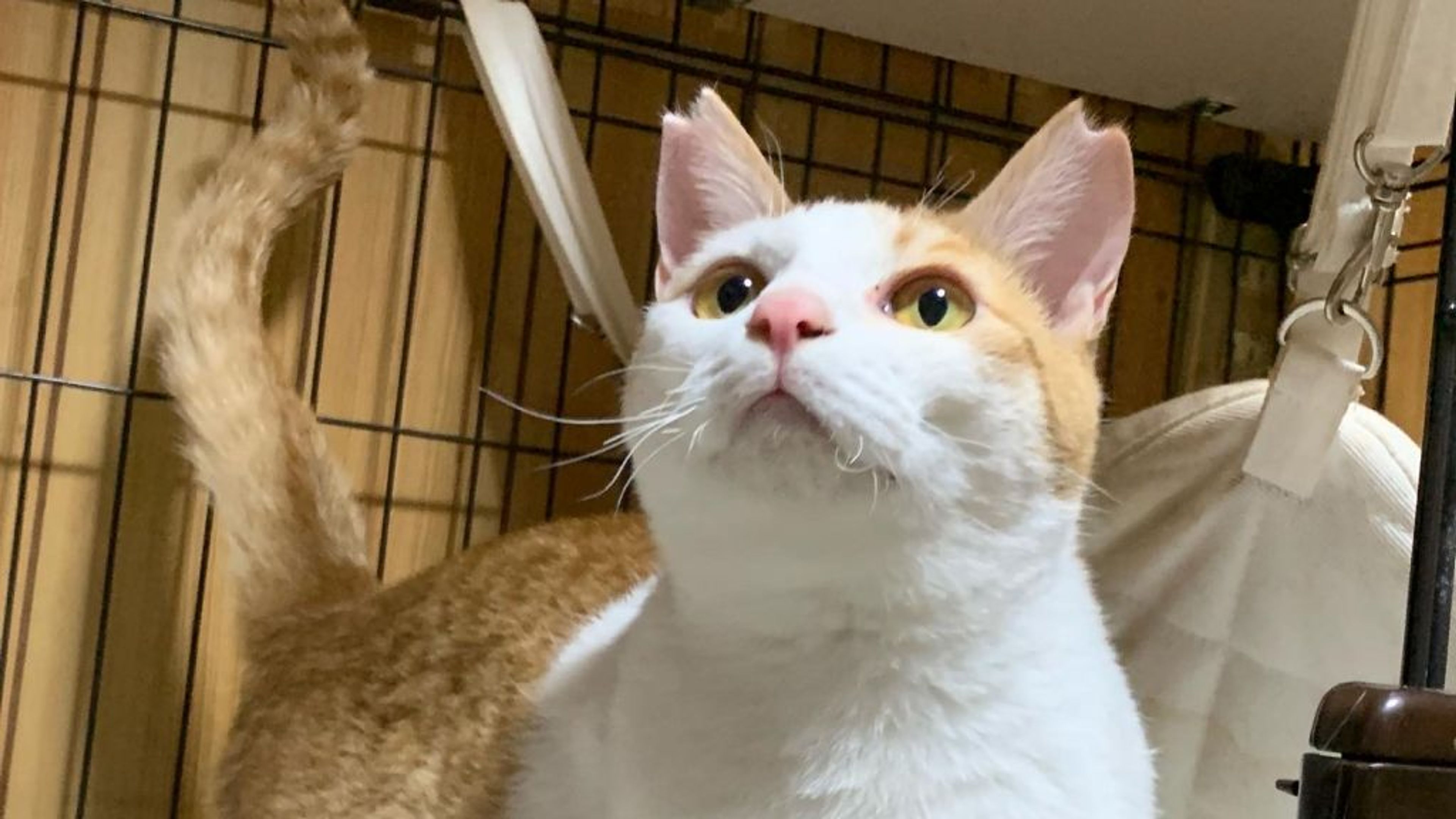 雑種（ミックス猫）・オスの里親募集の写真