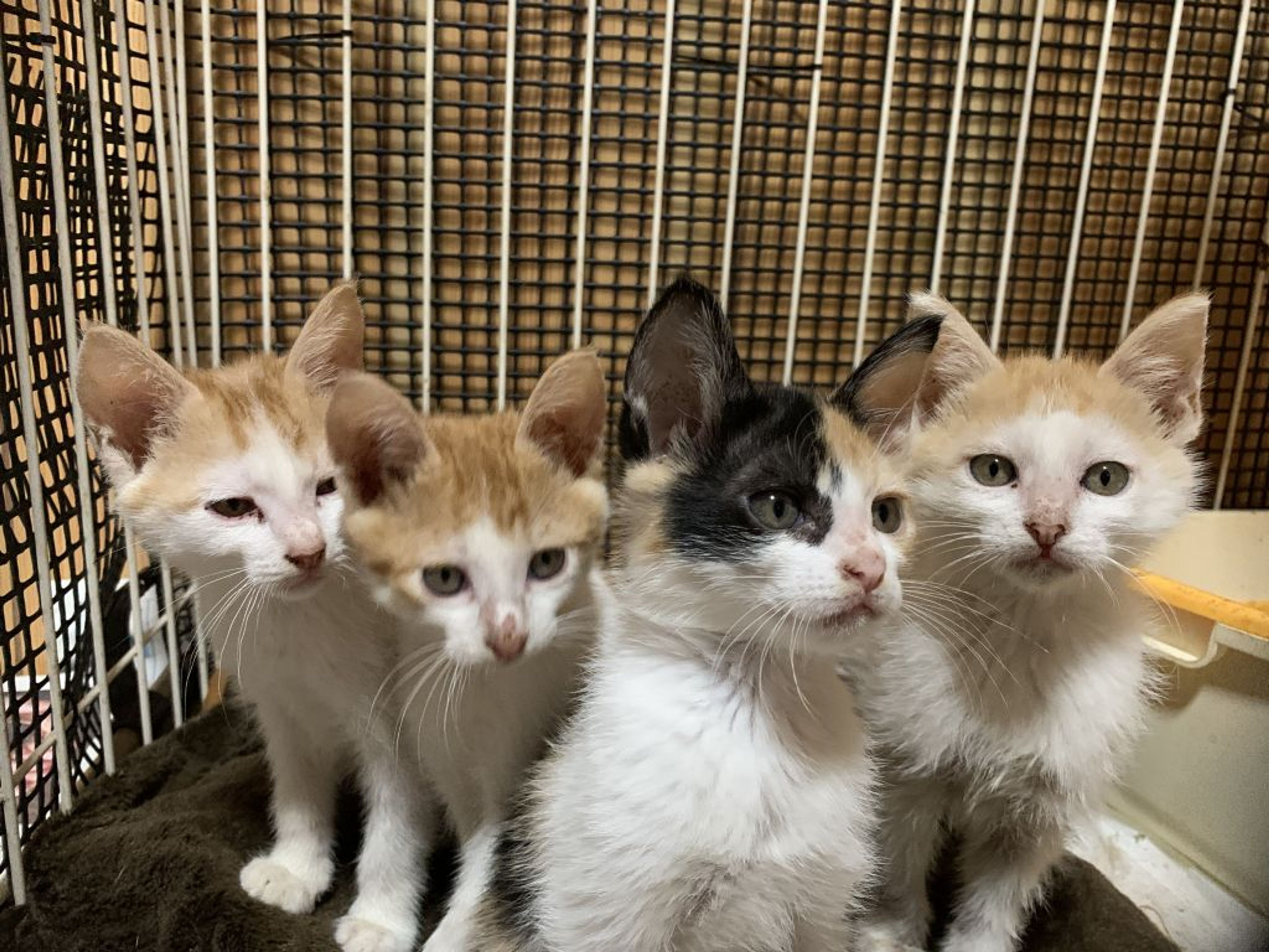 pet-image-2