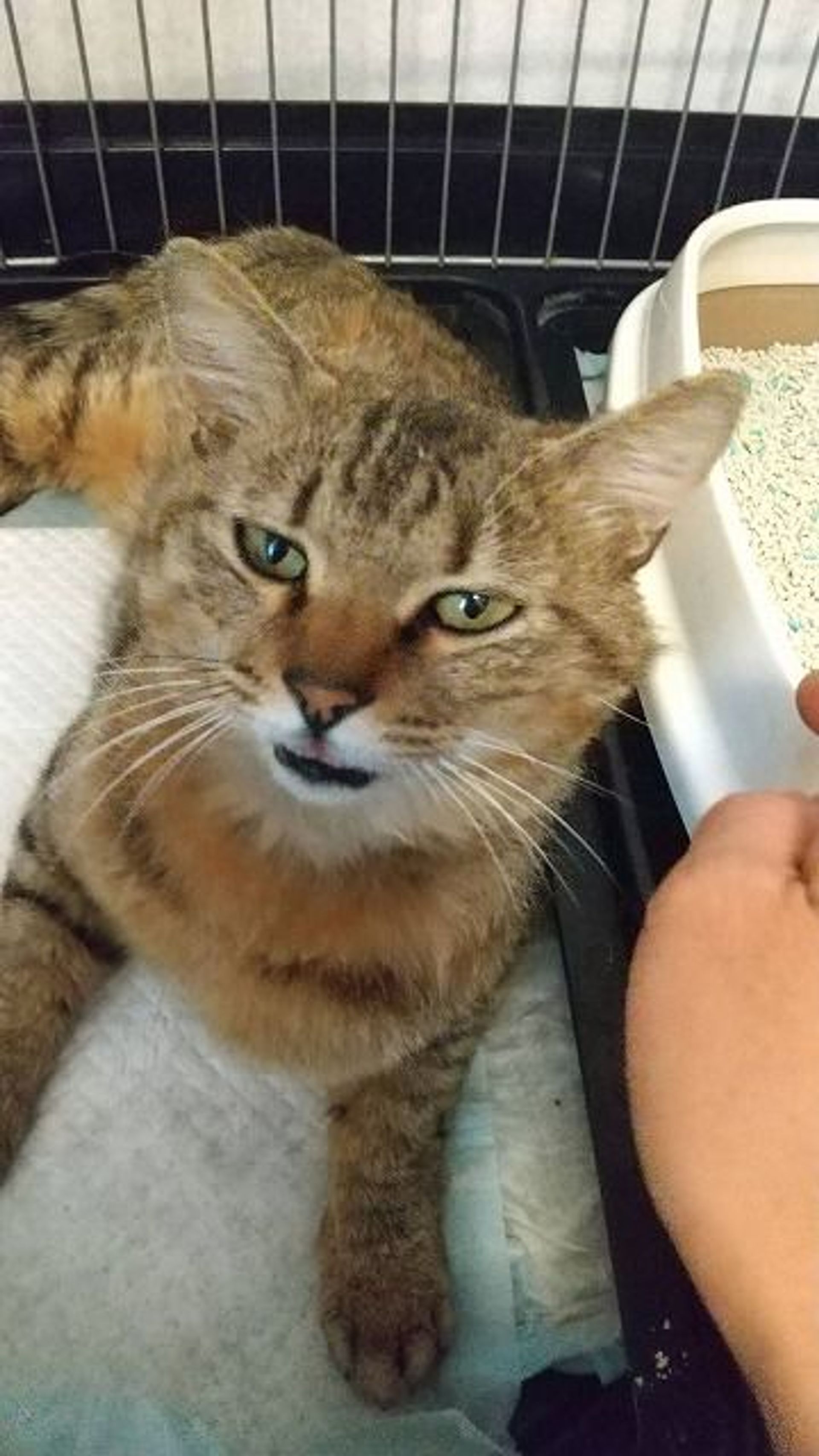 雑種（ミックス猫）・オスの里親募集の写真
