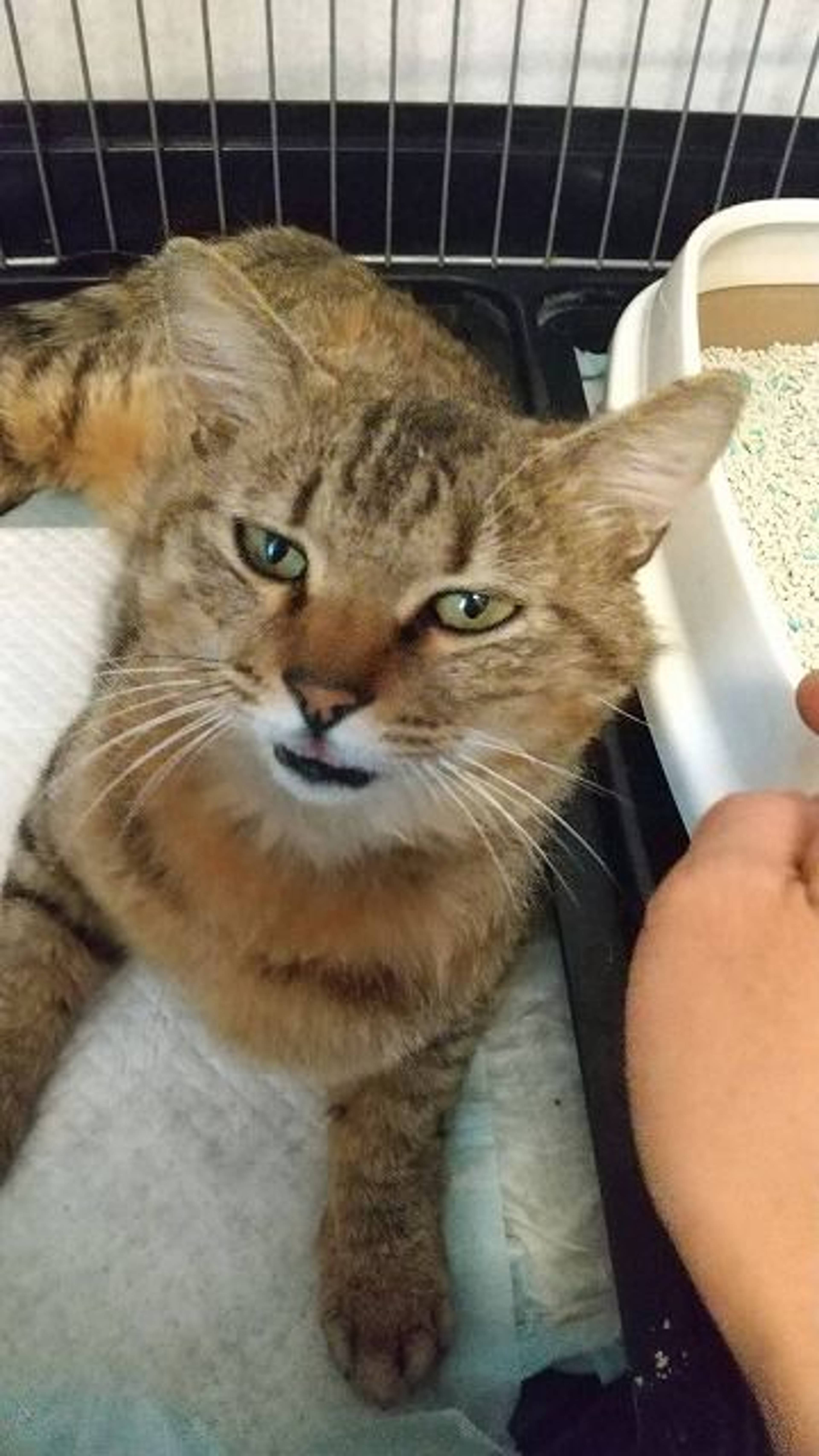 雑種（ミックス猫）・オスの里親募集の写真
