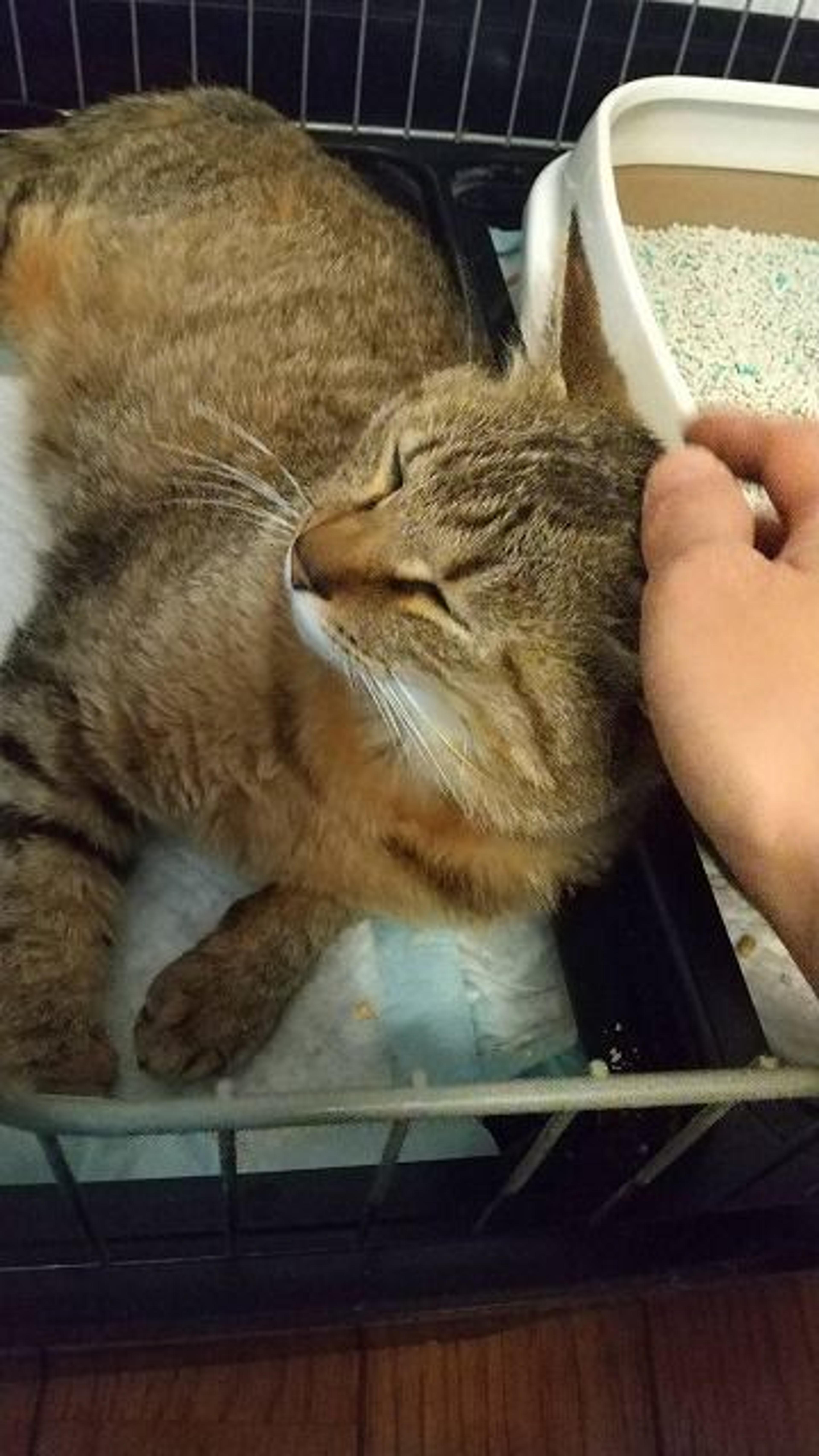 pet-image-2