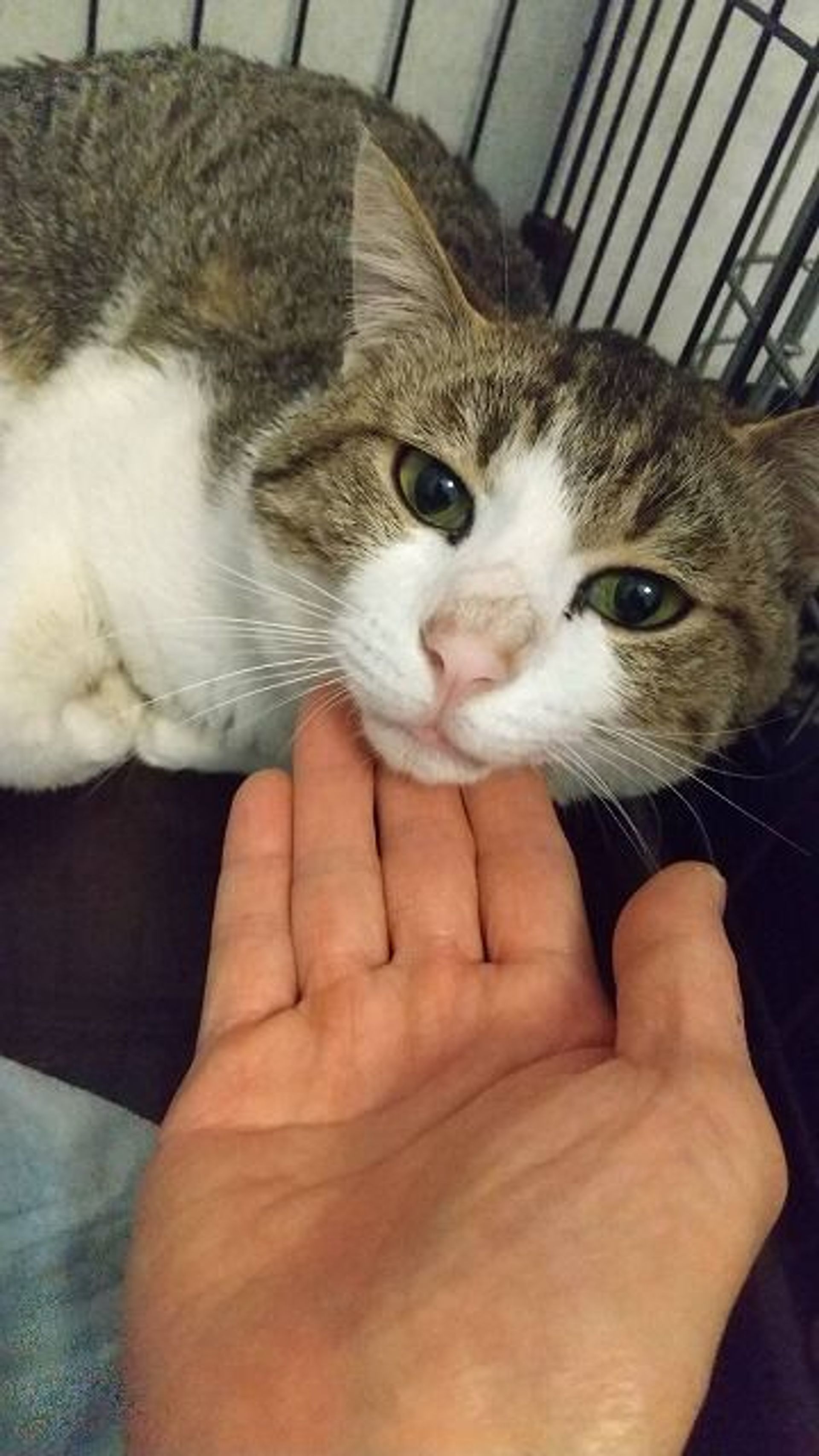 雑種（ミックス猫）・オスの里親募集の写真