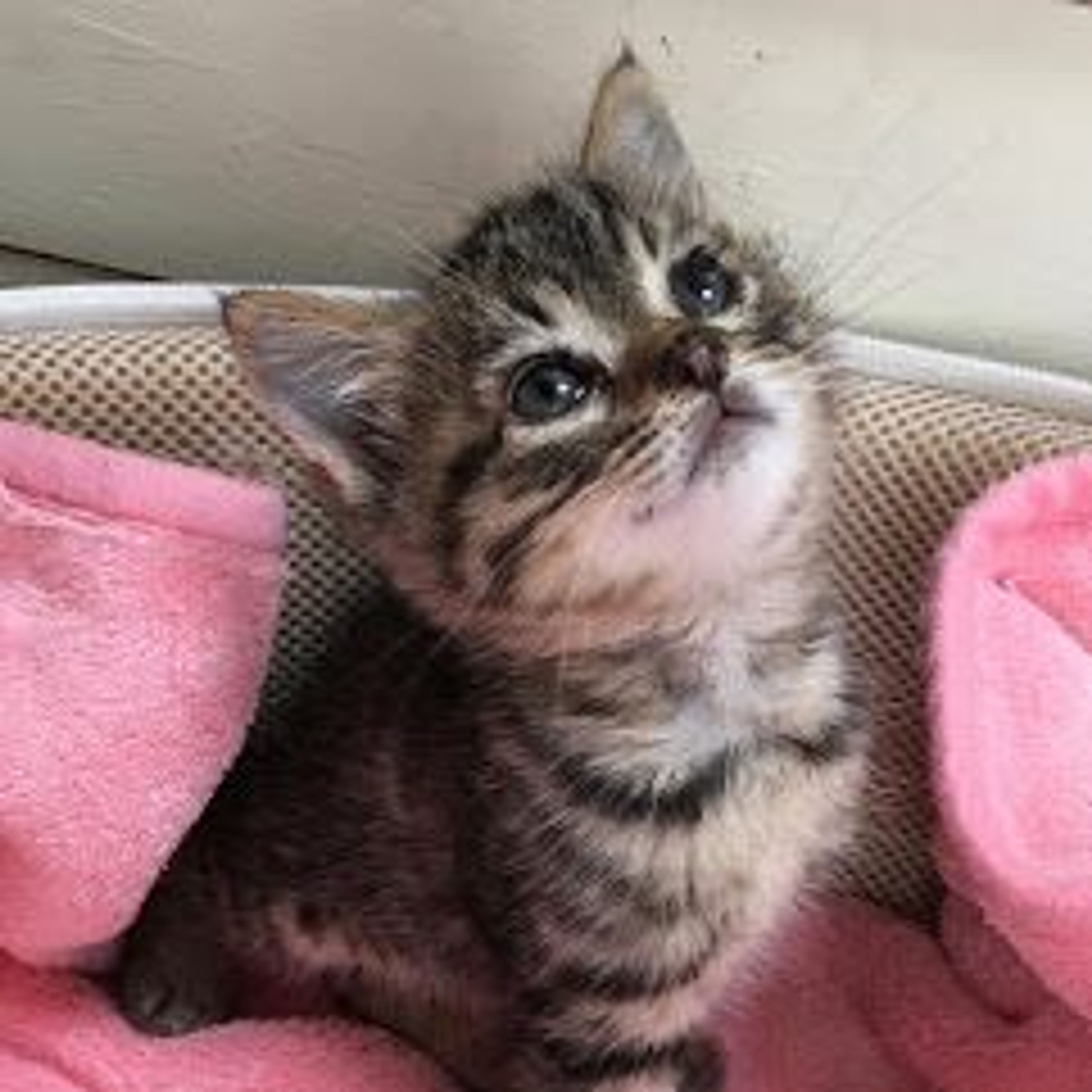 pet-image-3