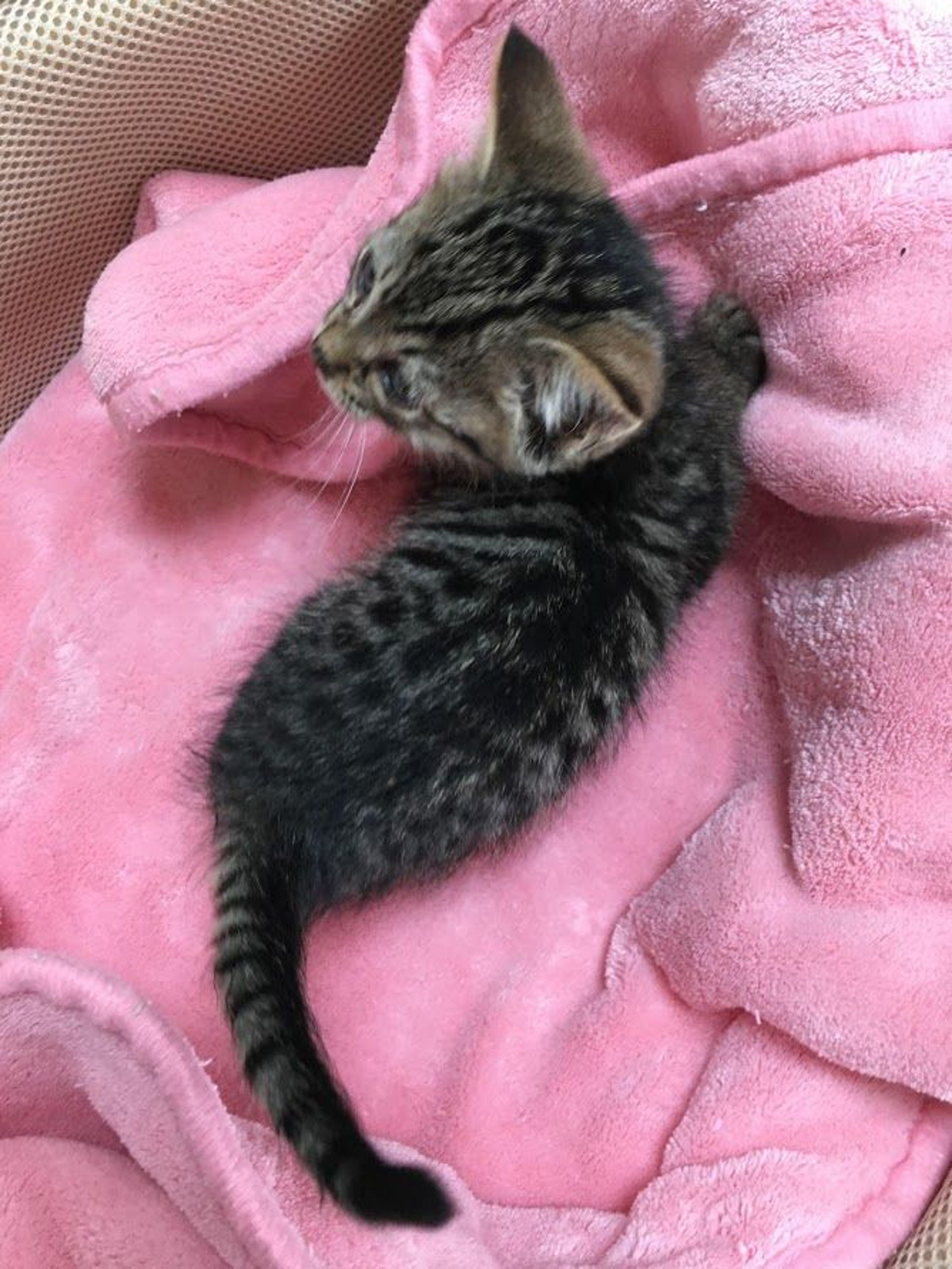 pet-image-4