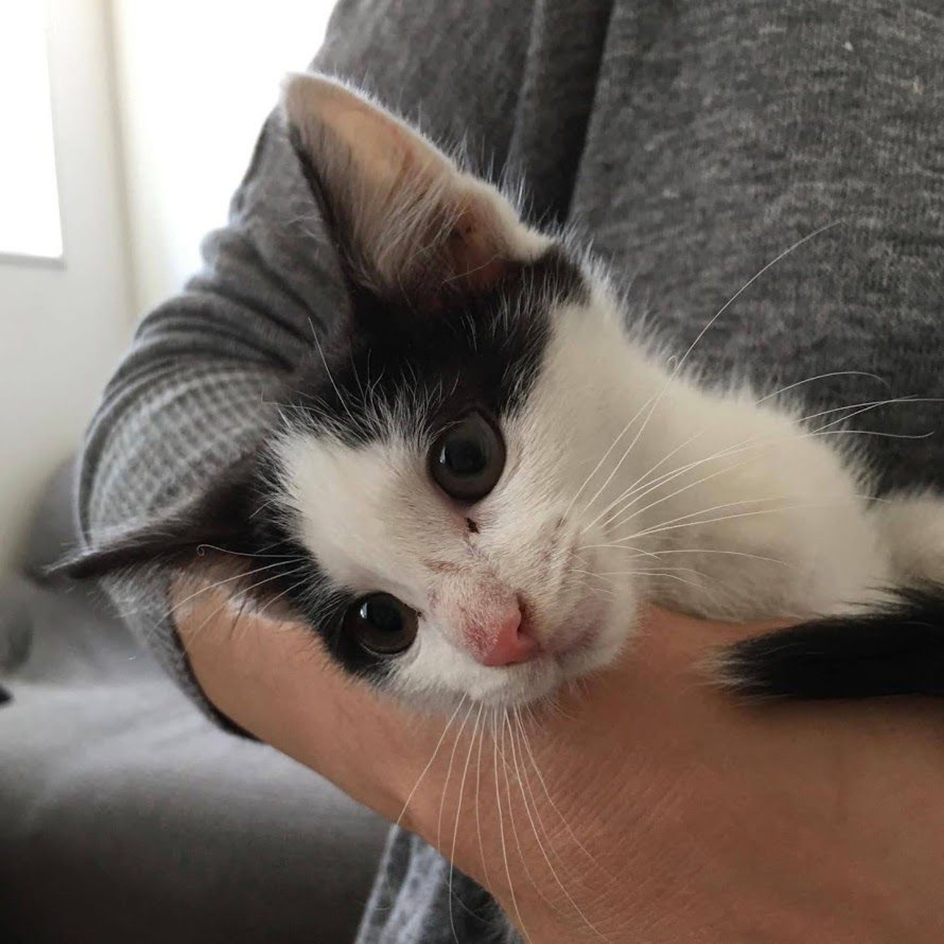 雑種（ミックス猫）・オスの里親募集の写真