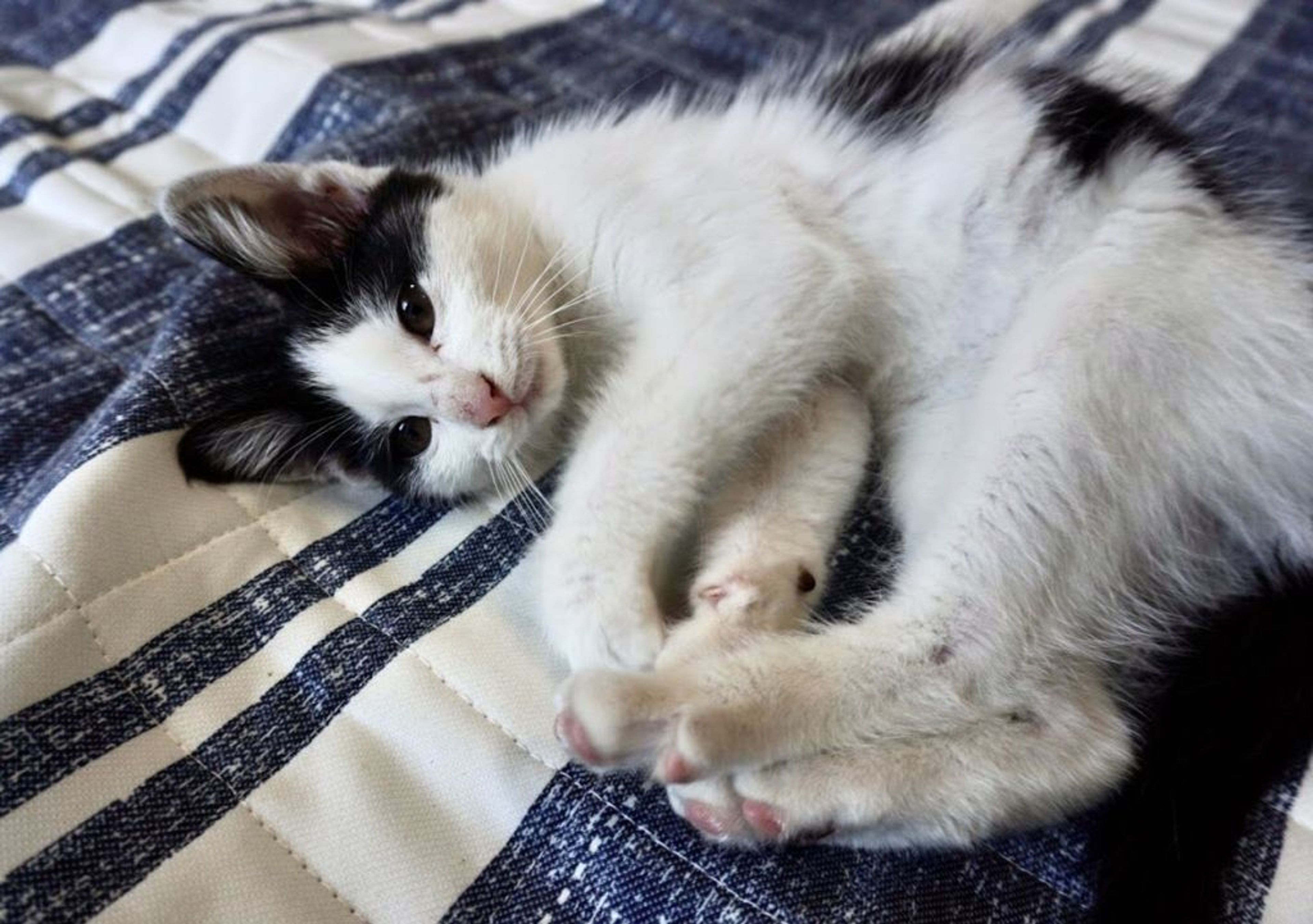 pet-image-3