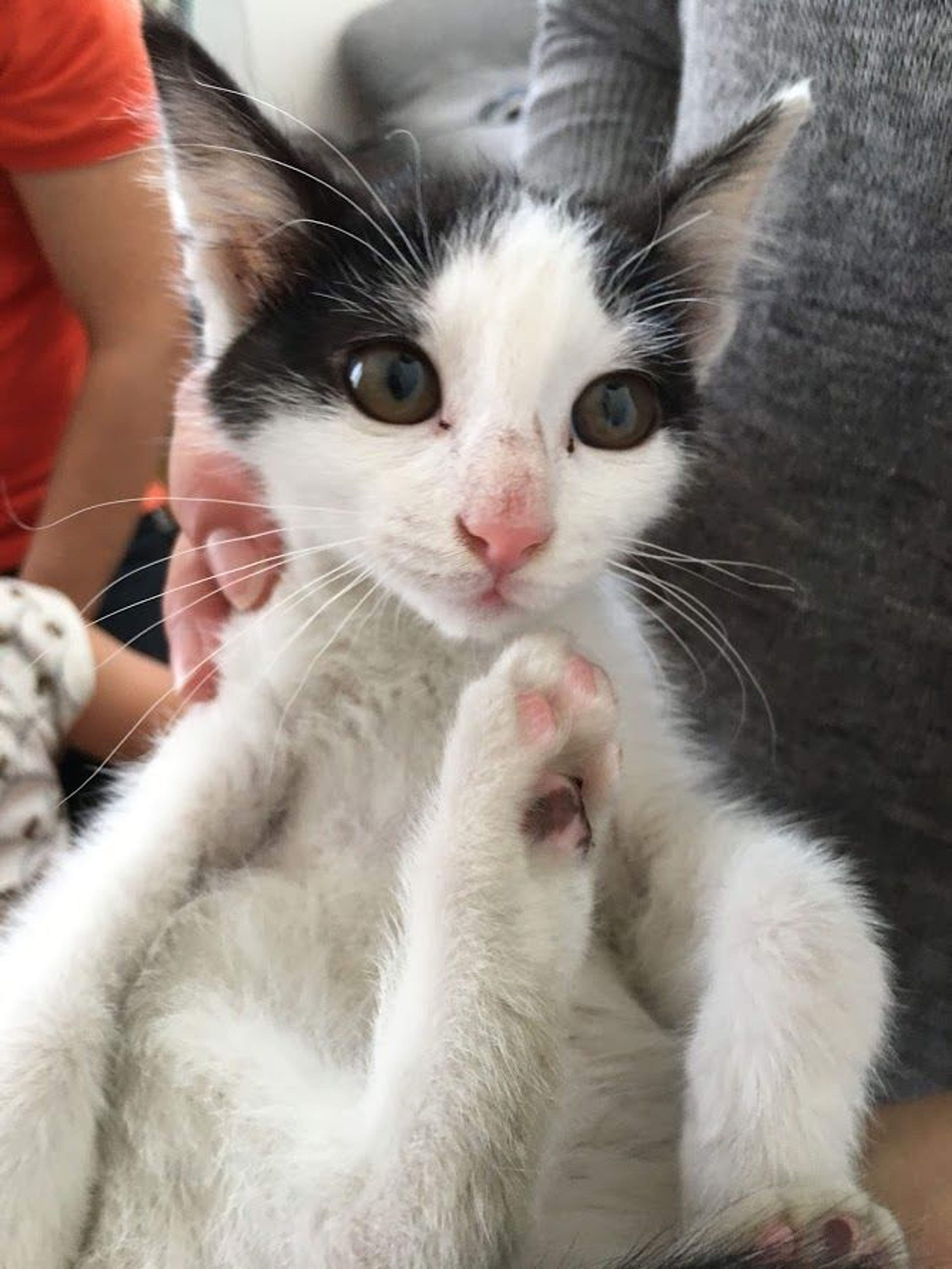 pet-image-4