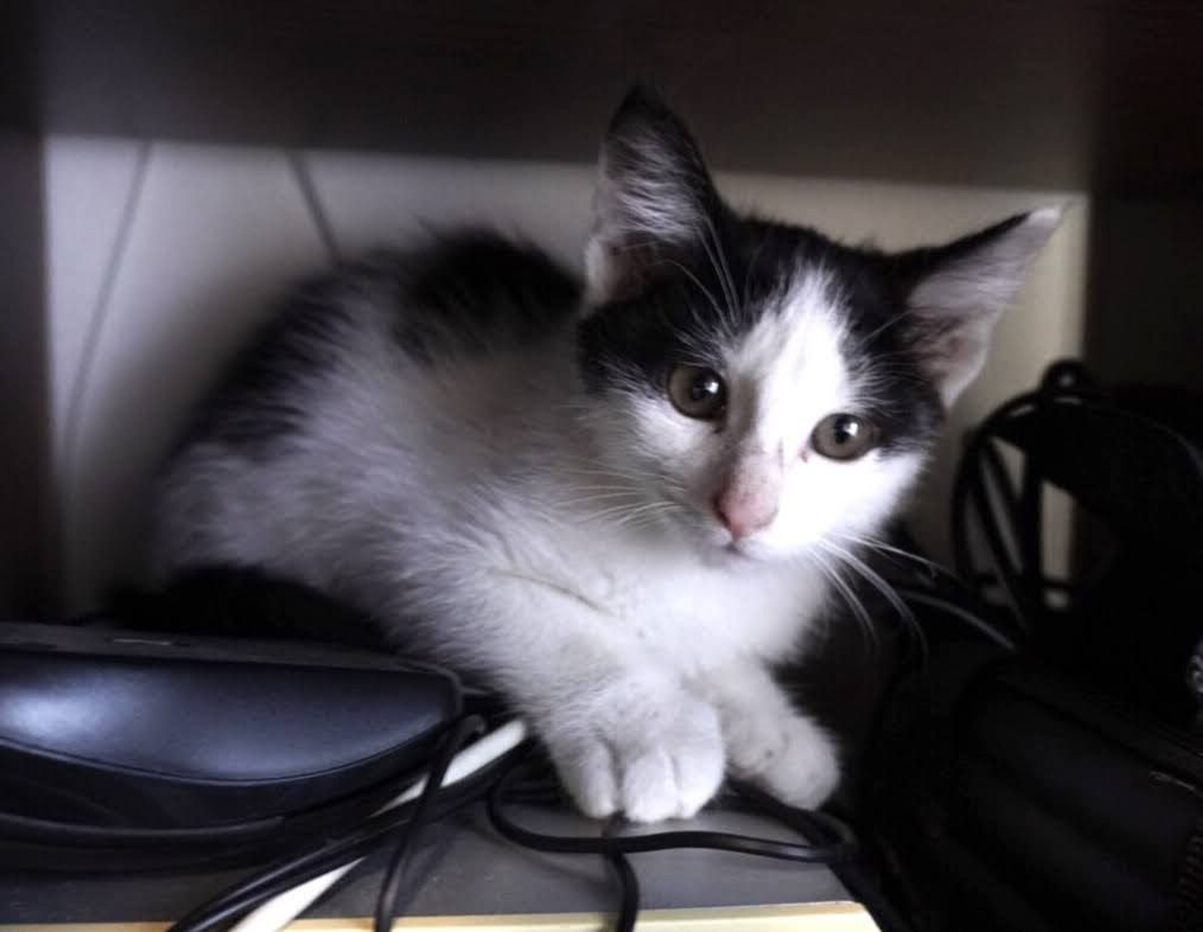 pet-image-5