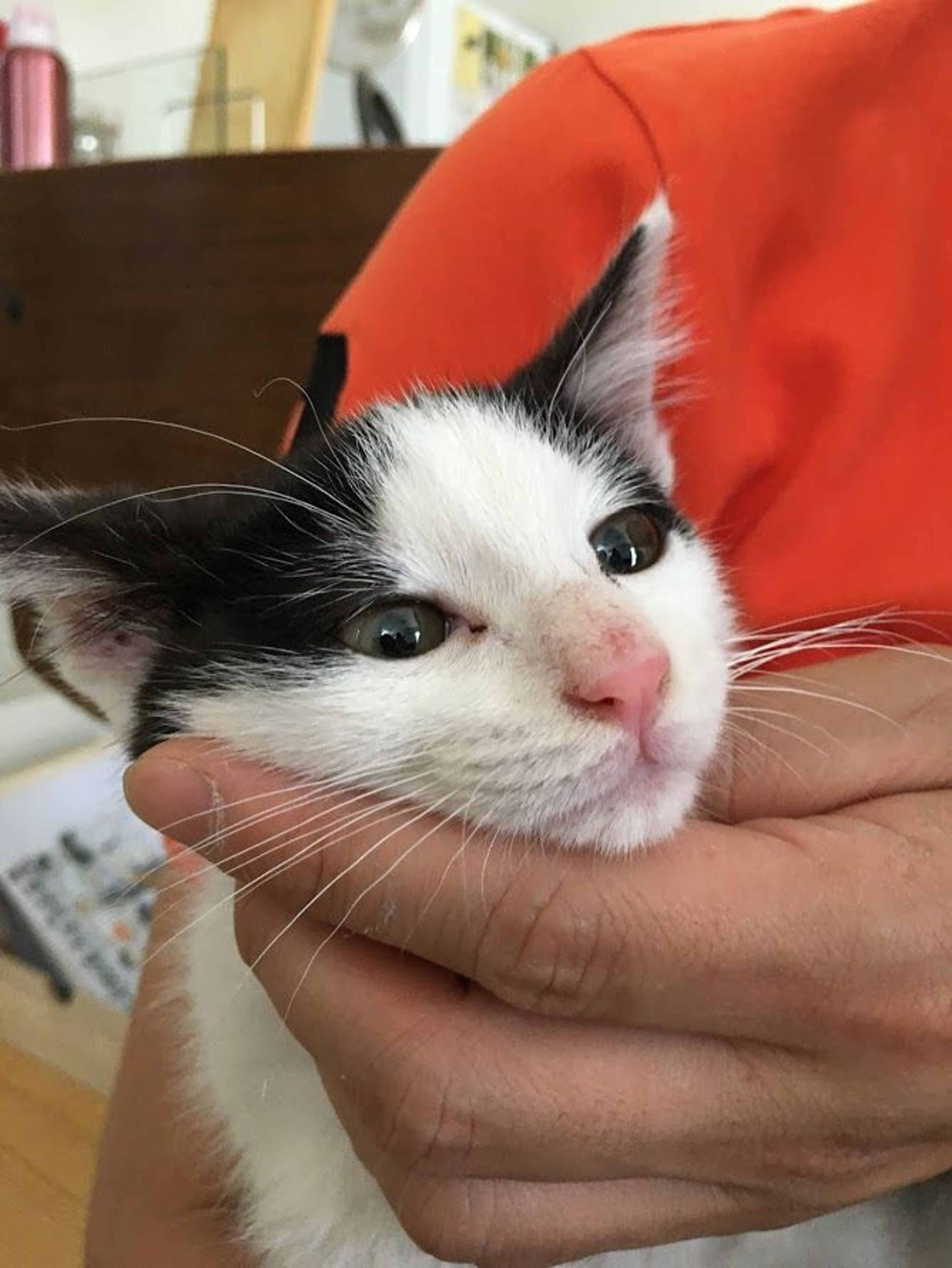 pet-image-6