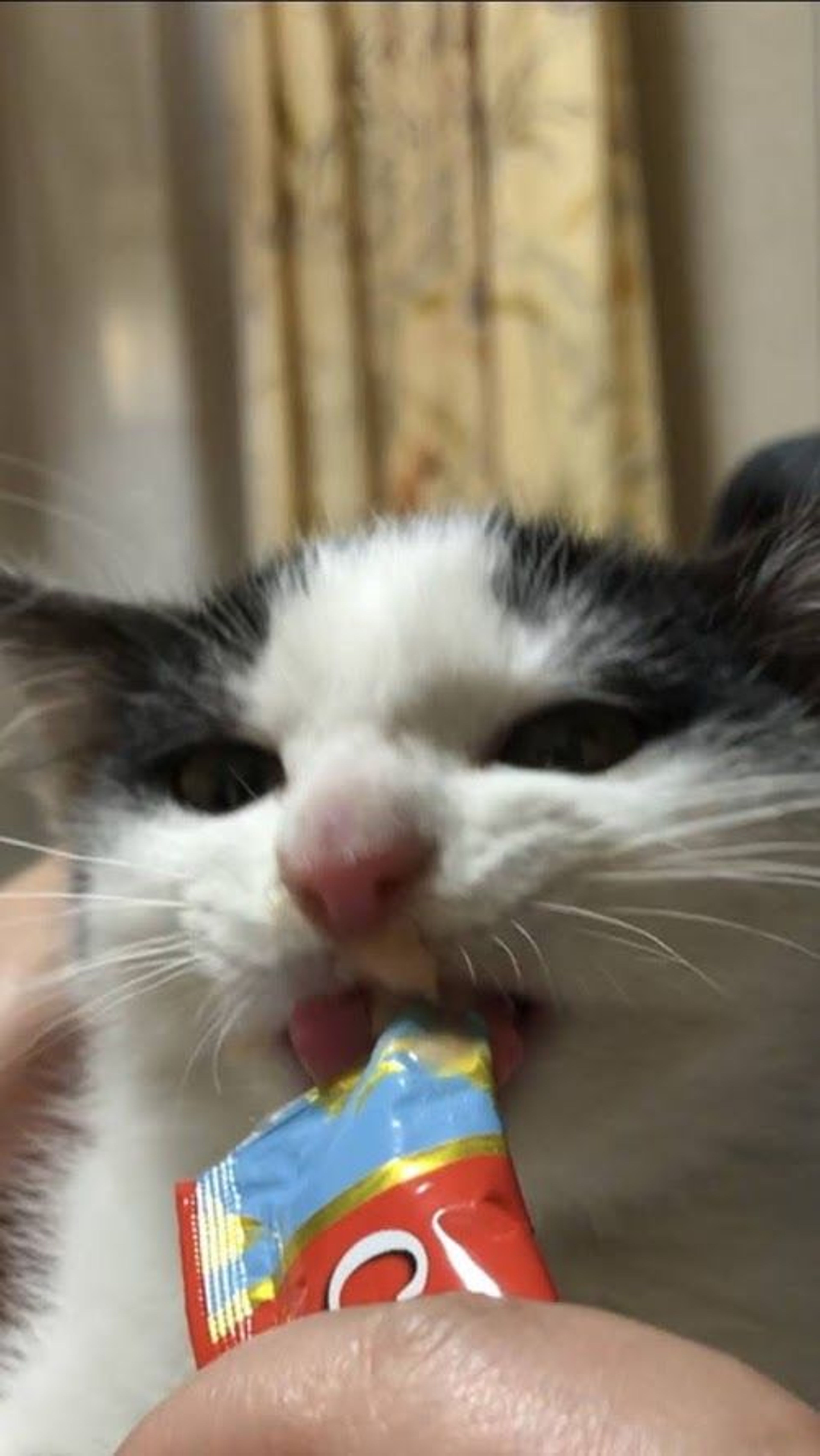 pet-image-8
