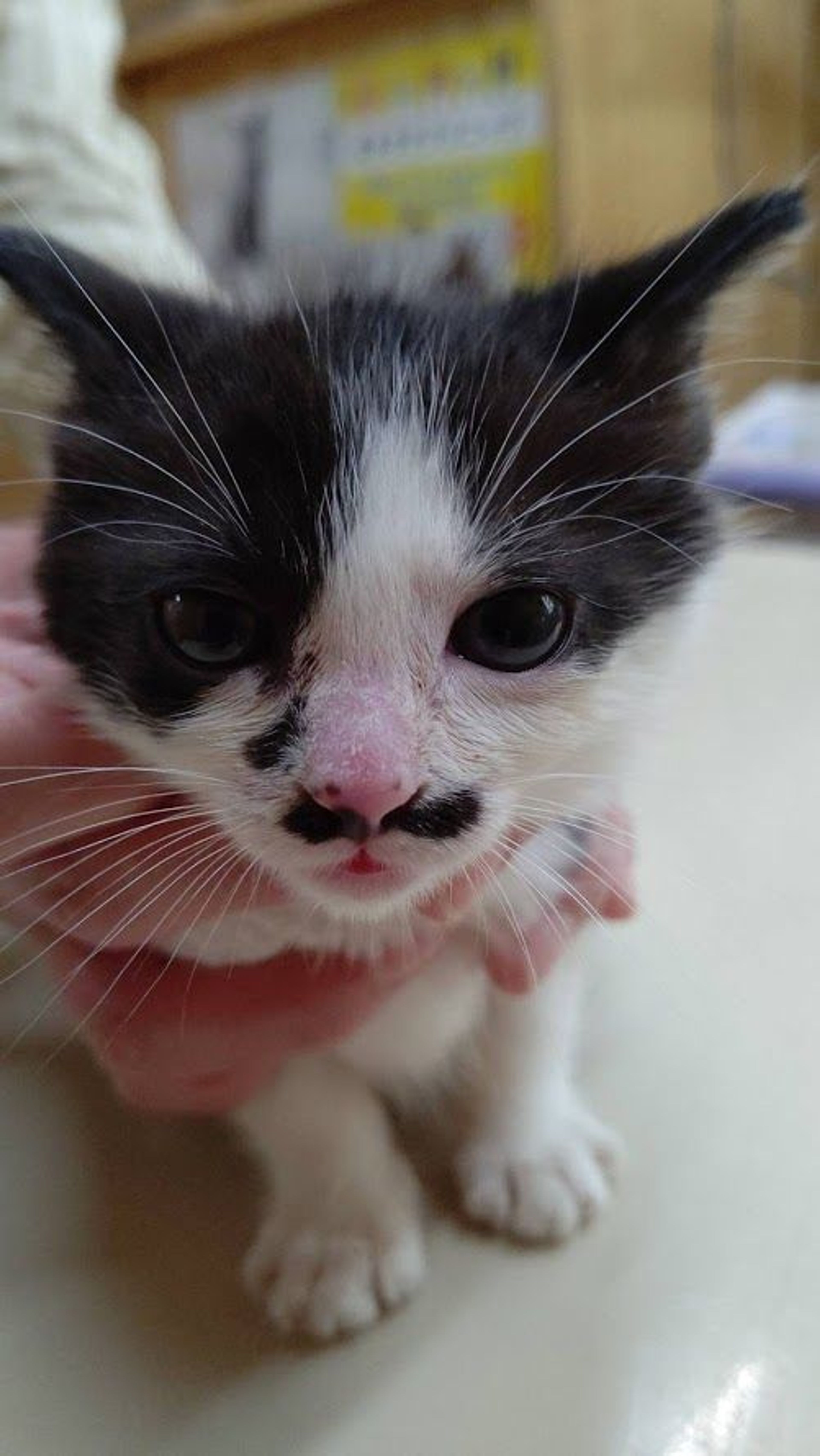 雑種（ミックス猫）・メスの里親募集の写真