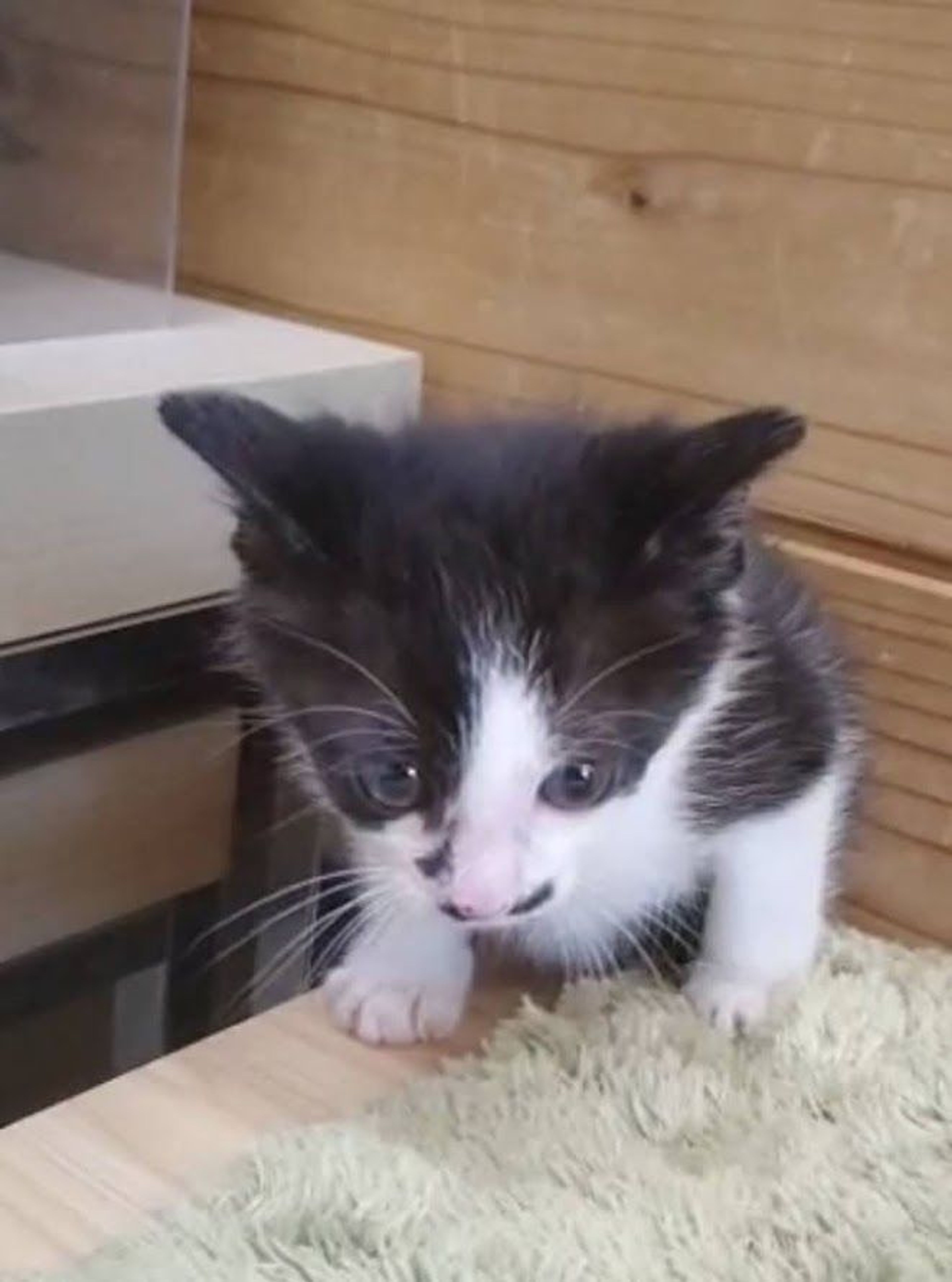 pet-image-3