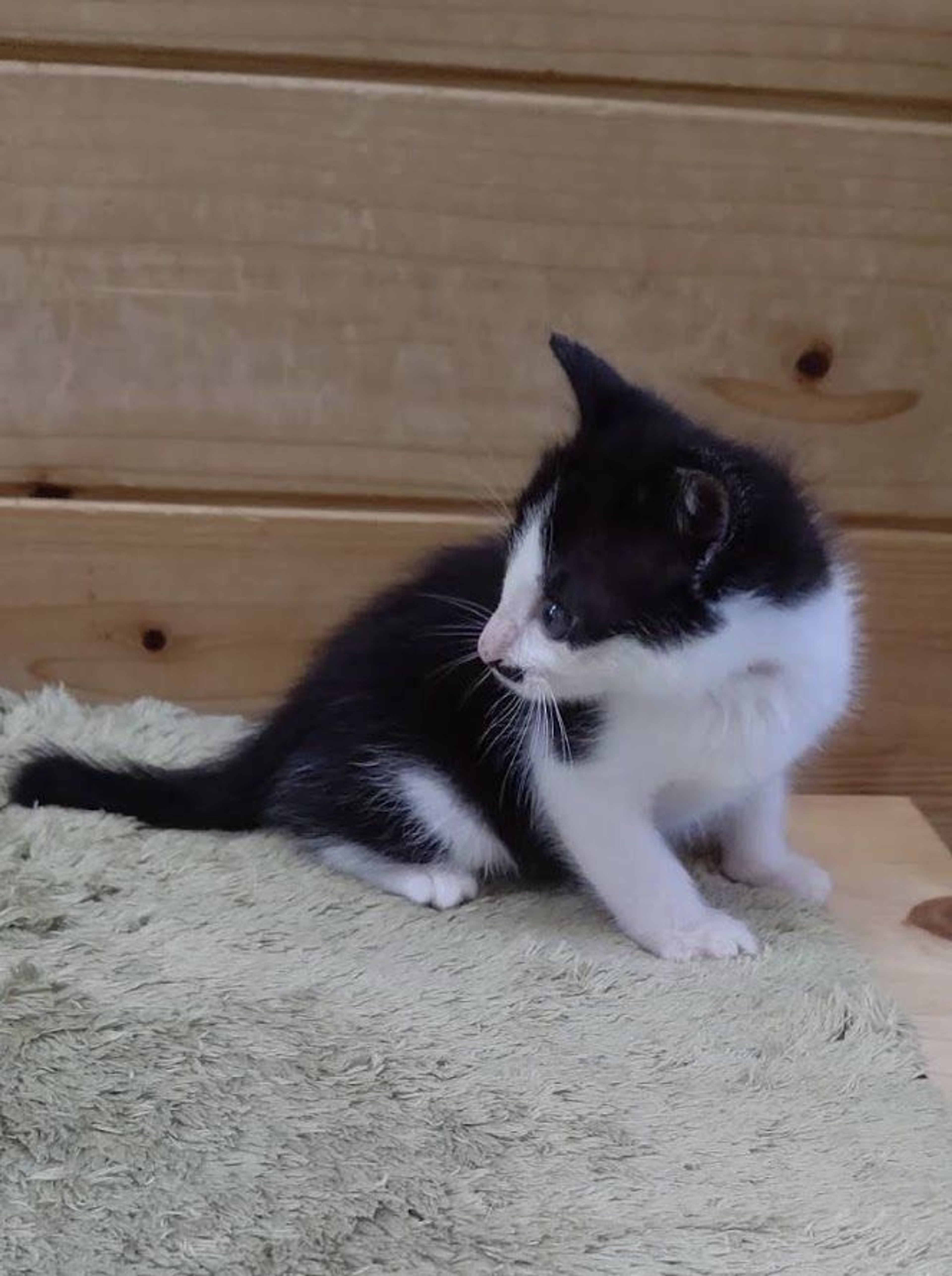 pet-image-4