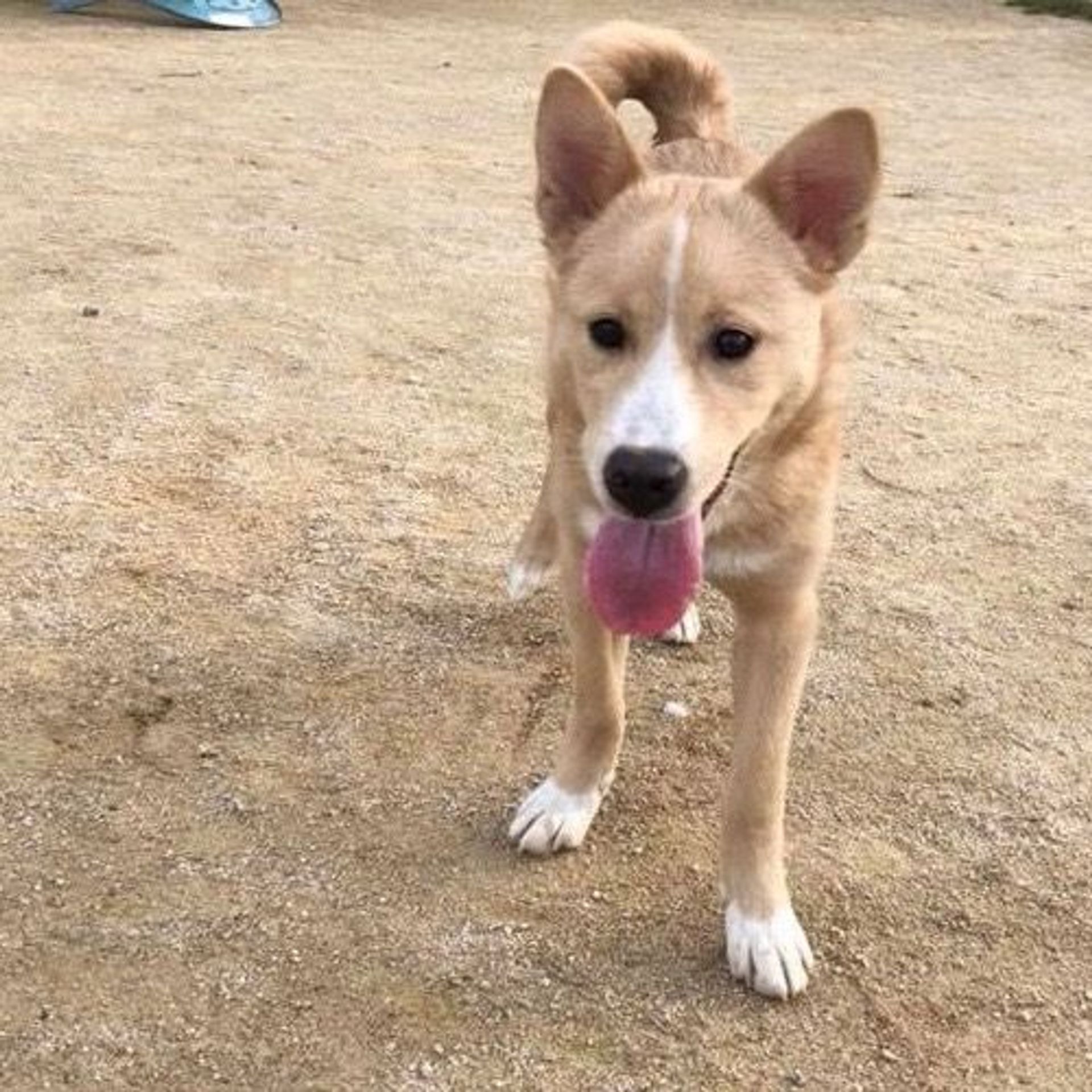 雑種（ミックス犬）・メスの里親募集の写真
