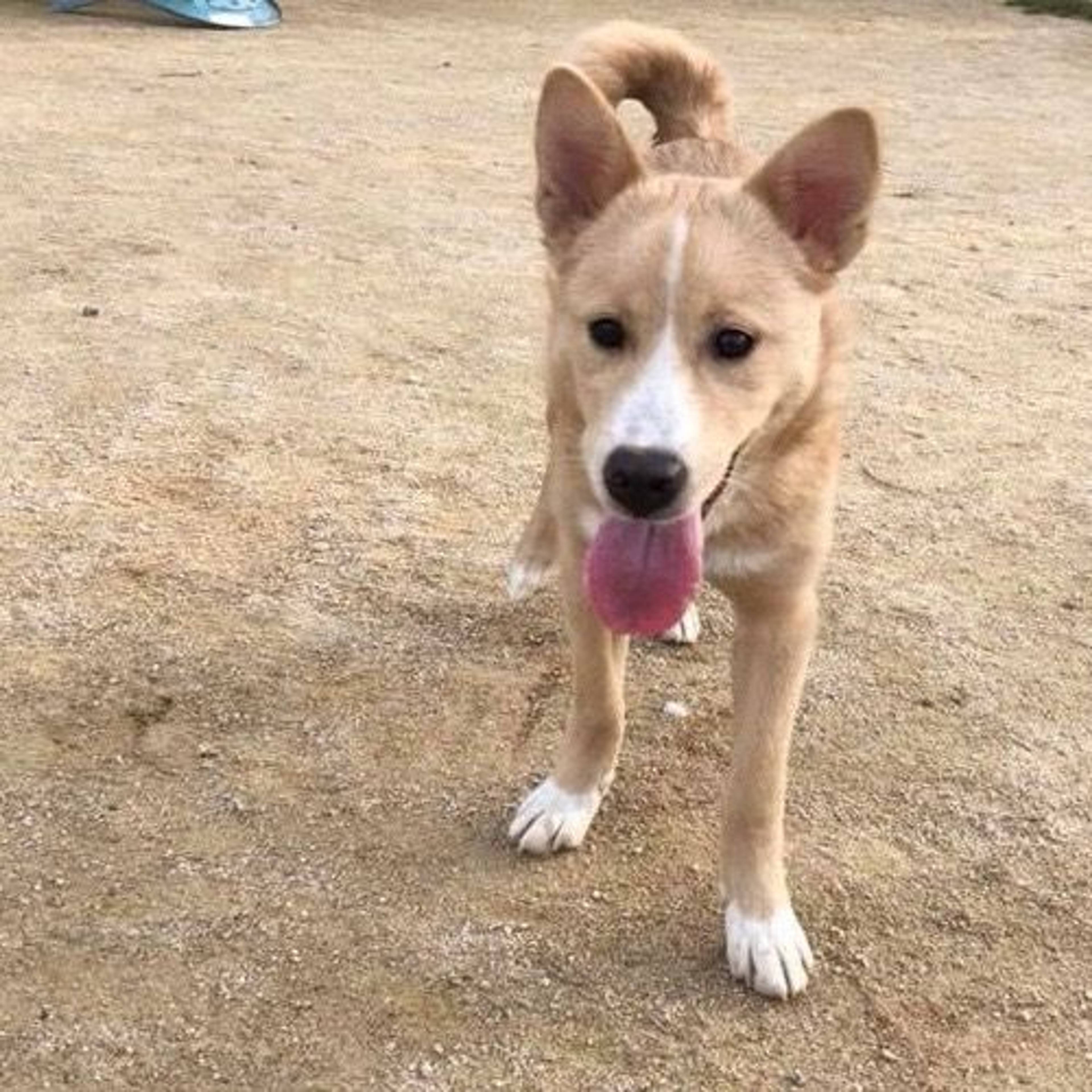 雑種（ミックス犬）・メスの里親募集の写真