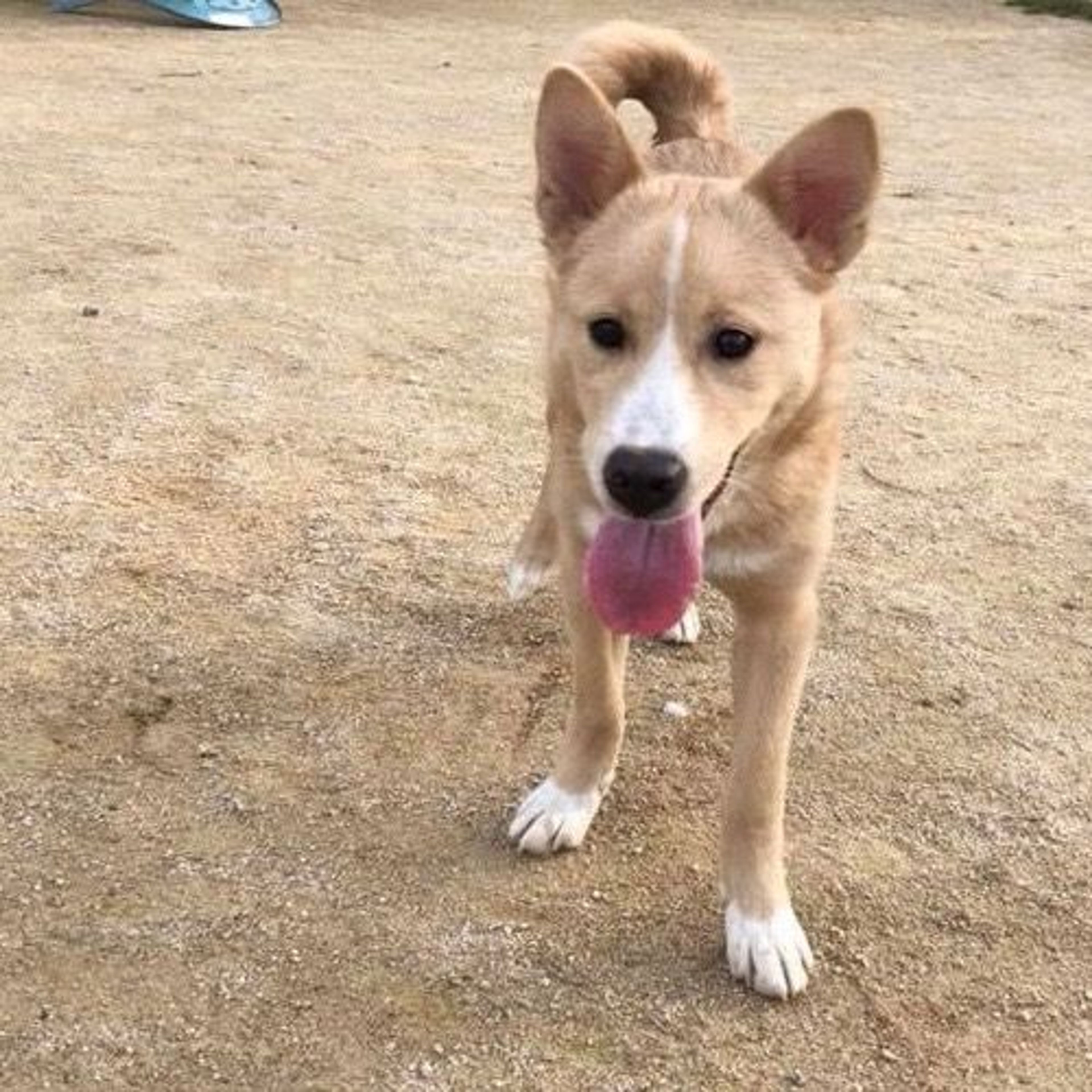 雑種（ミックス犬）・メスの里親募集の写真