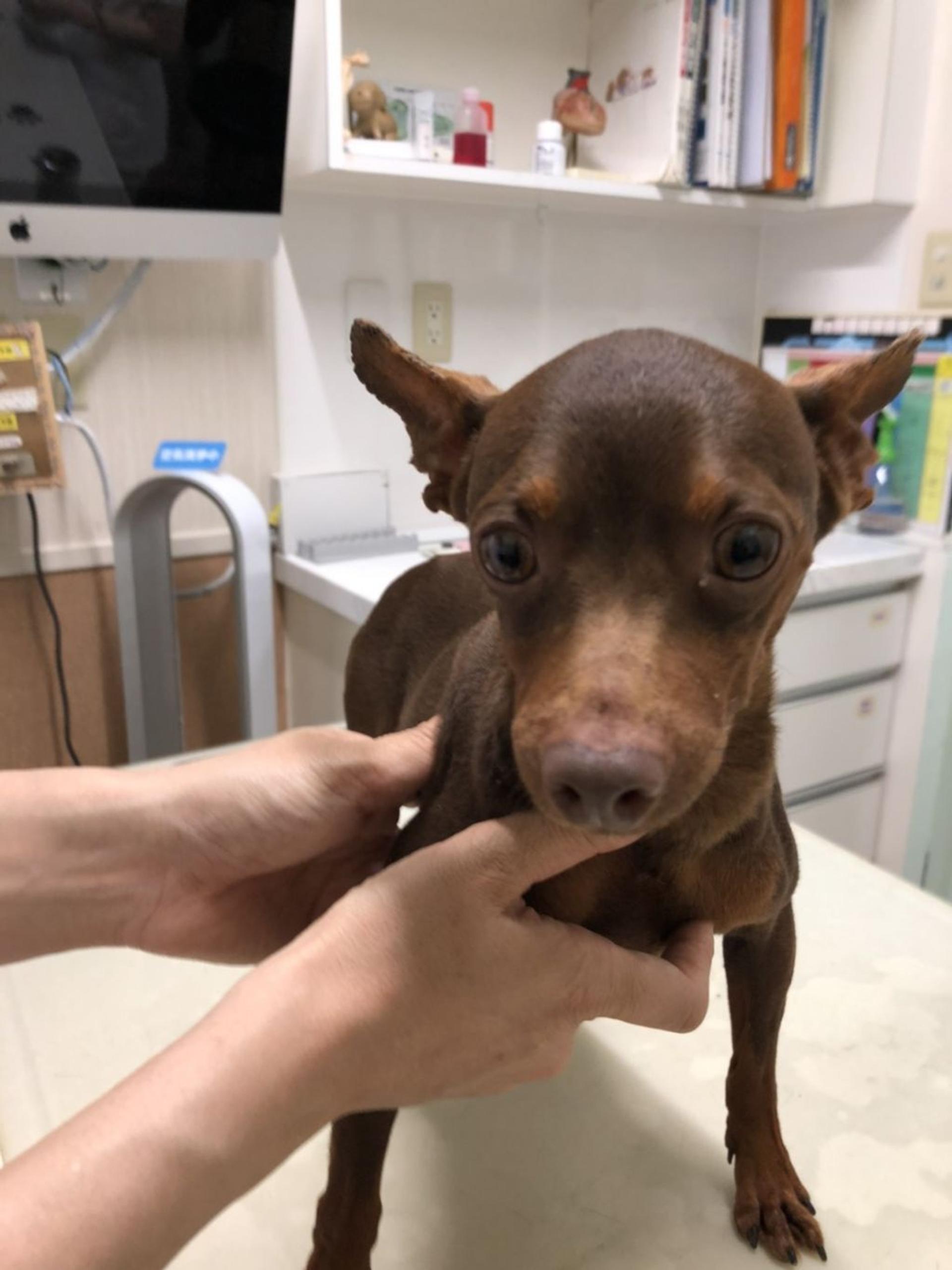 pet-image-2