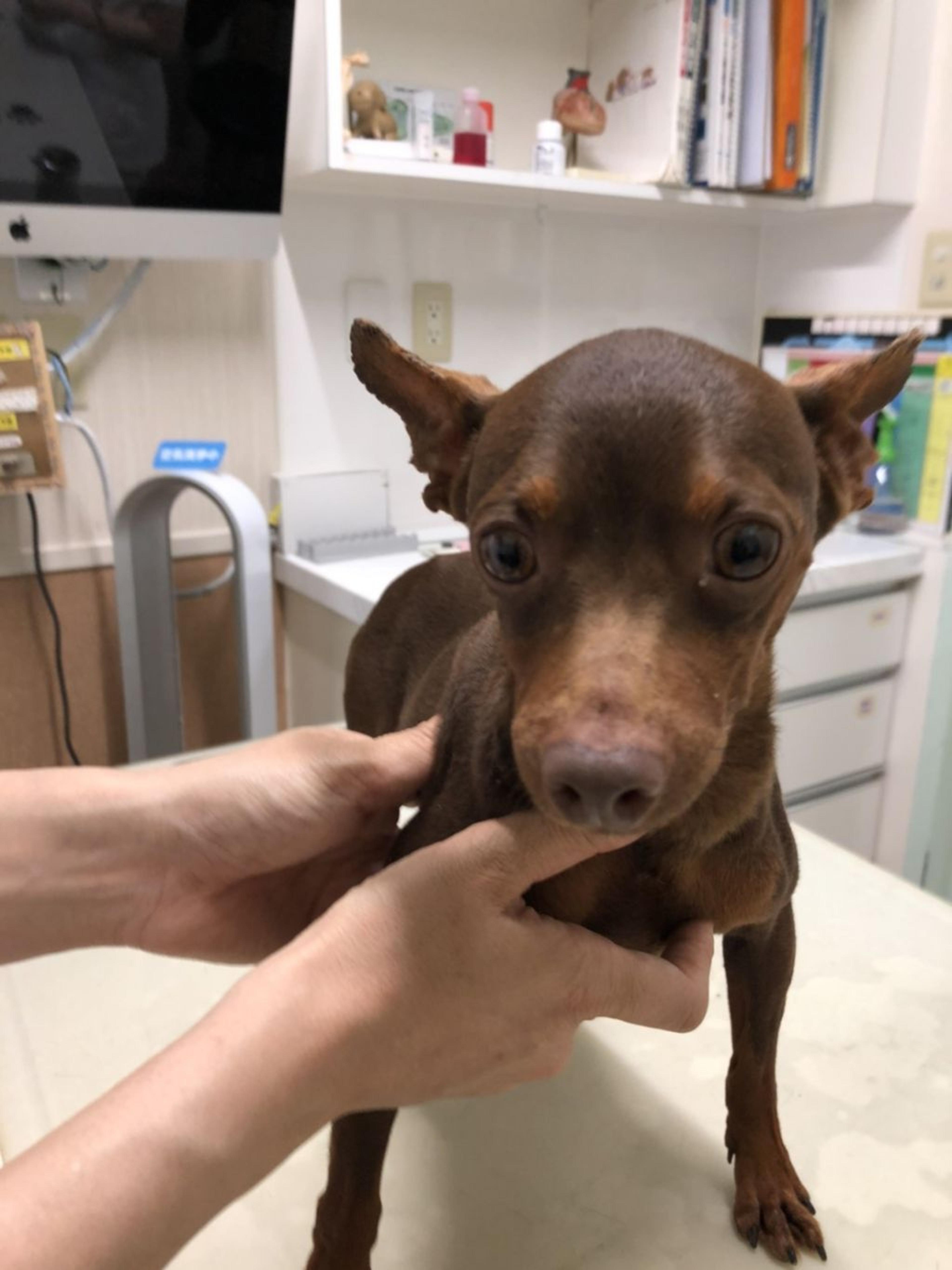 pet-image-2