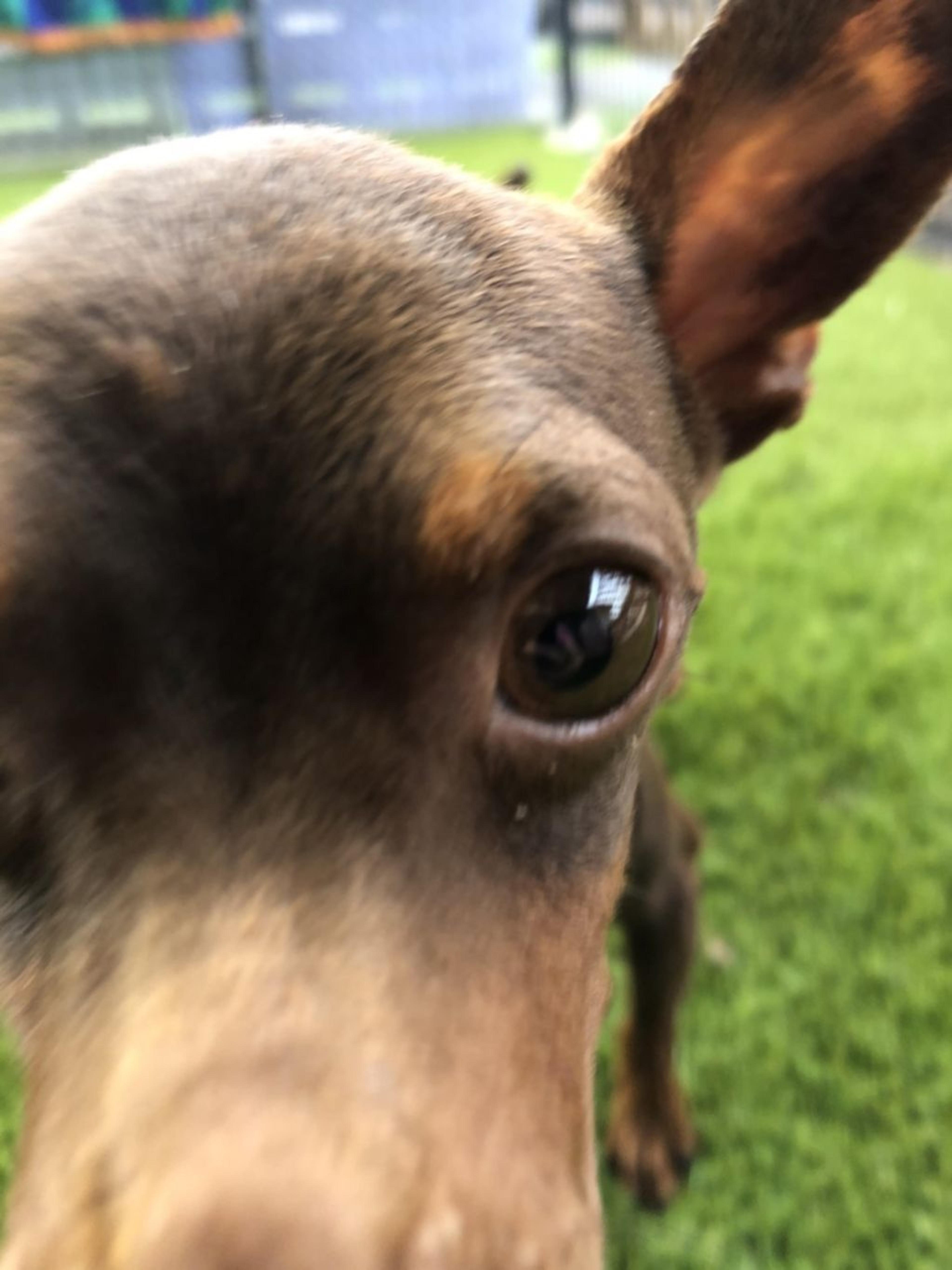 pet-image-3