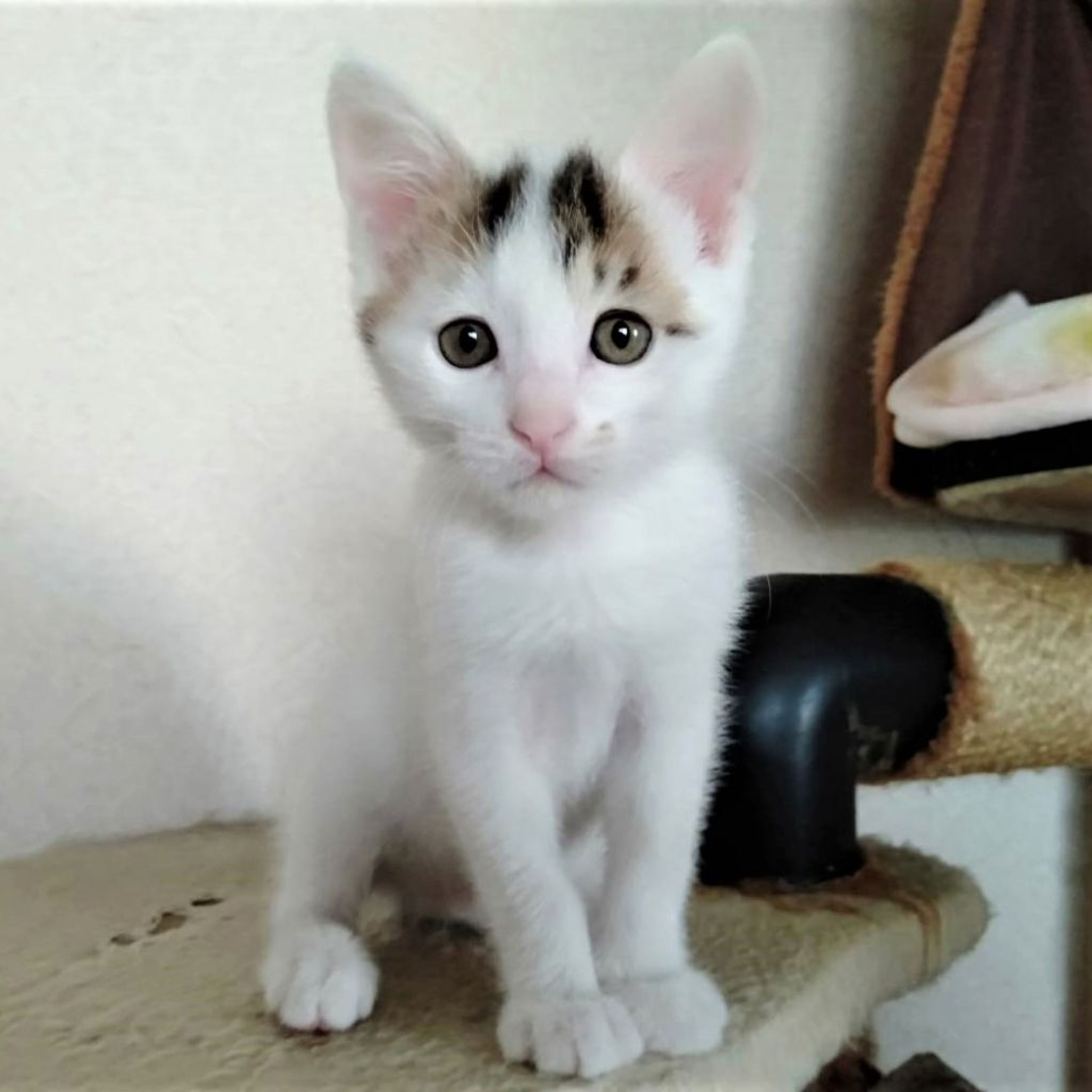 雑種（ミックス猫）・オスの里親募集の写真