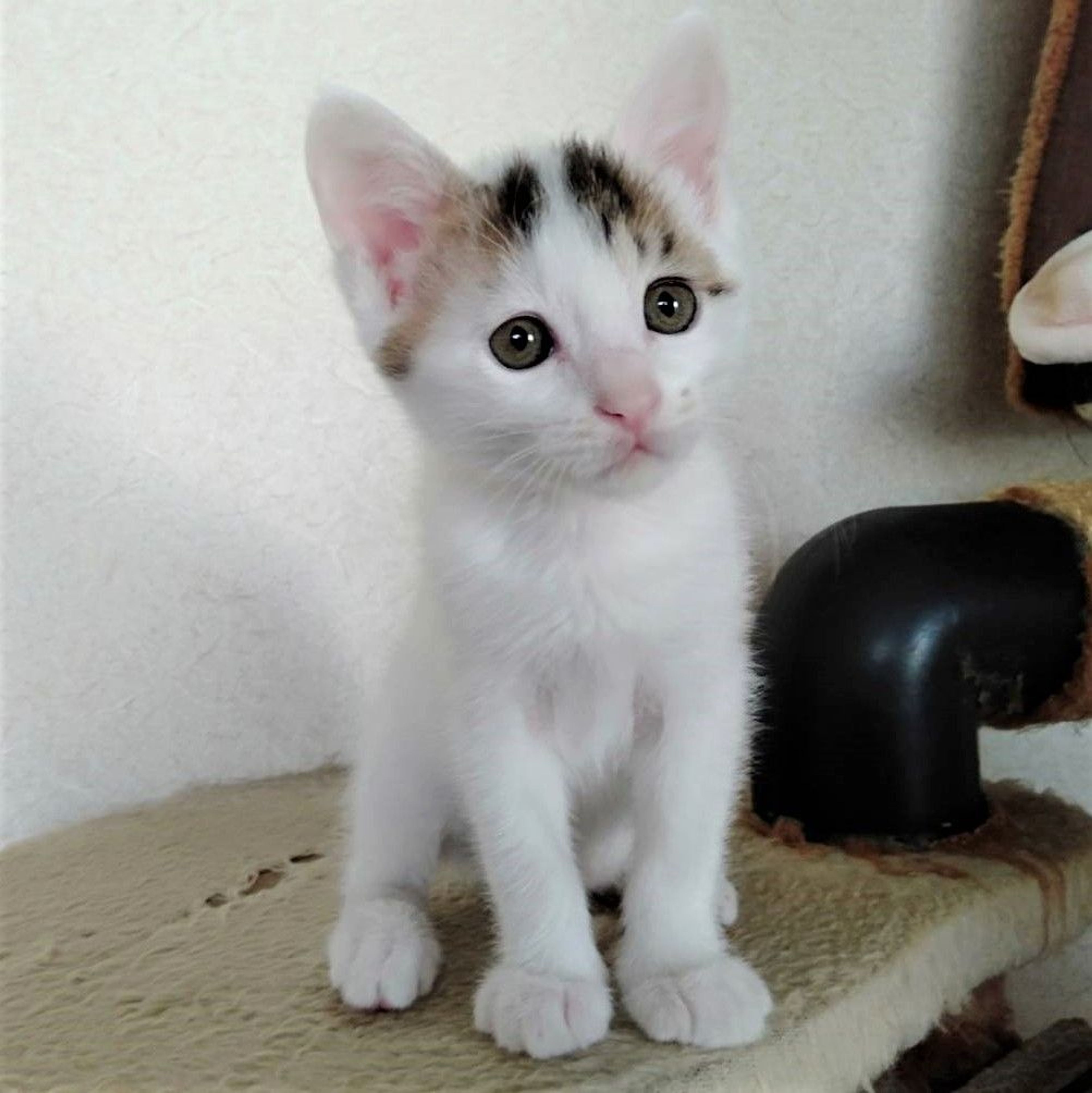 pet-image-5