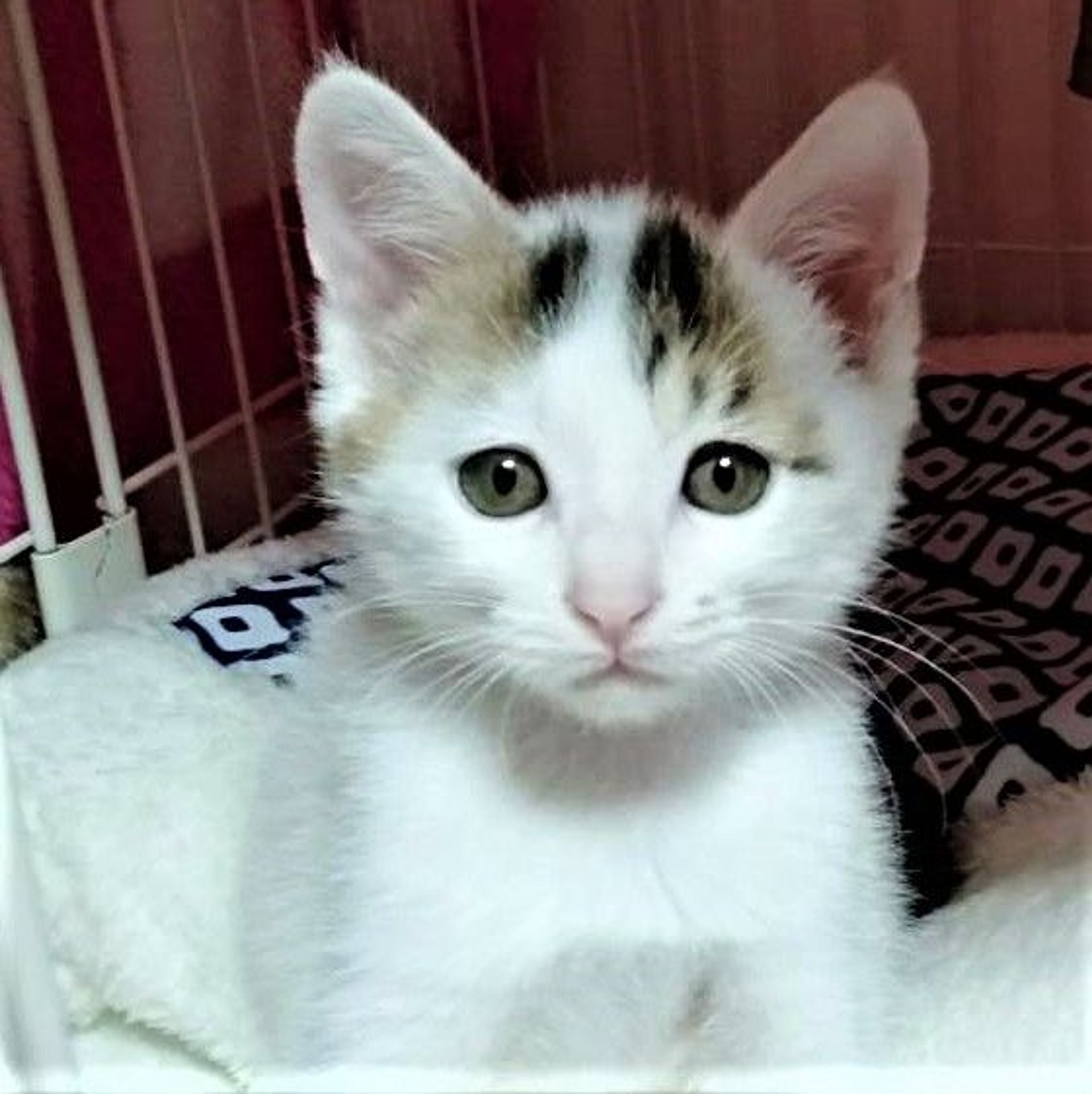 pet-image-7