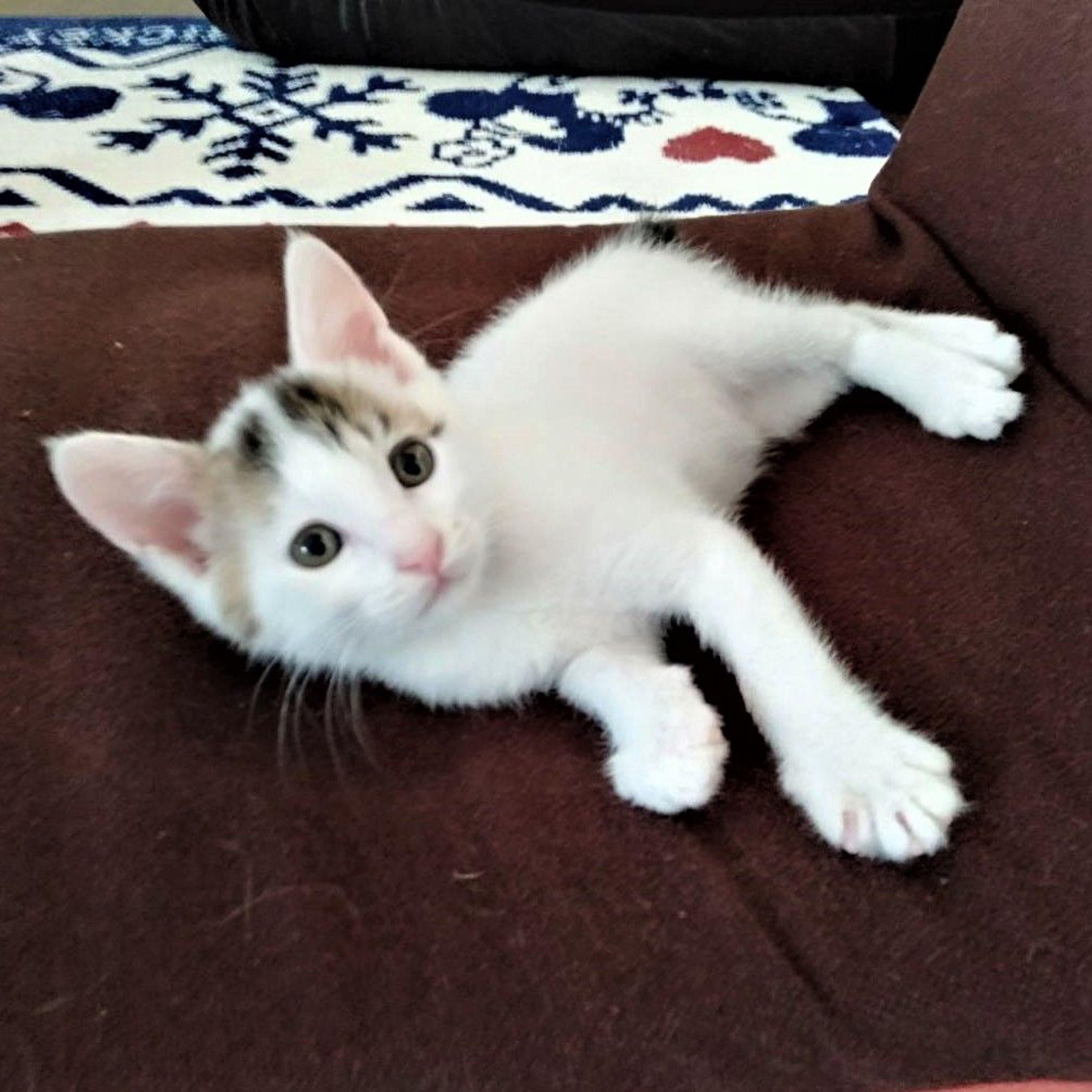 pet-image-8