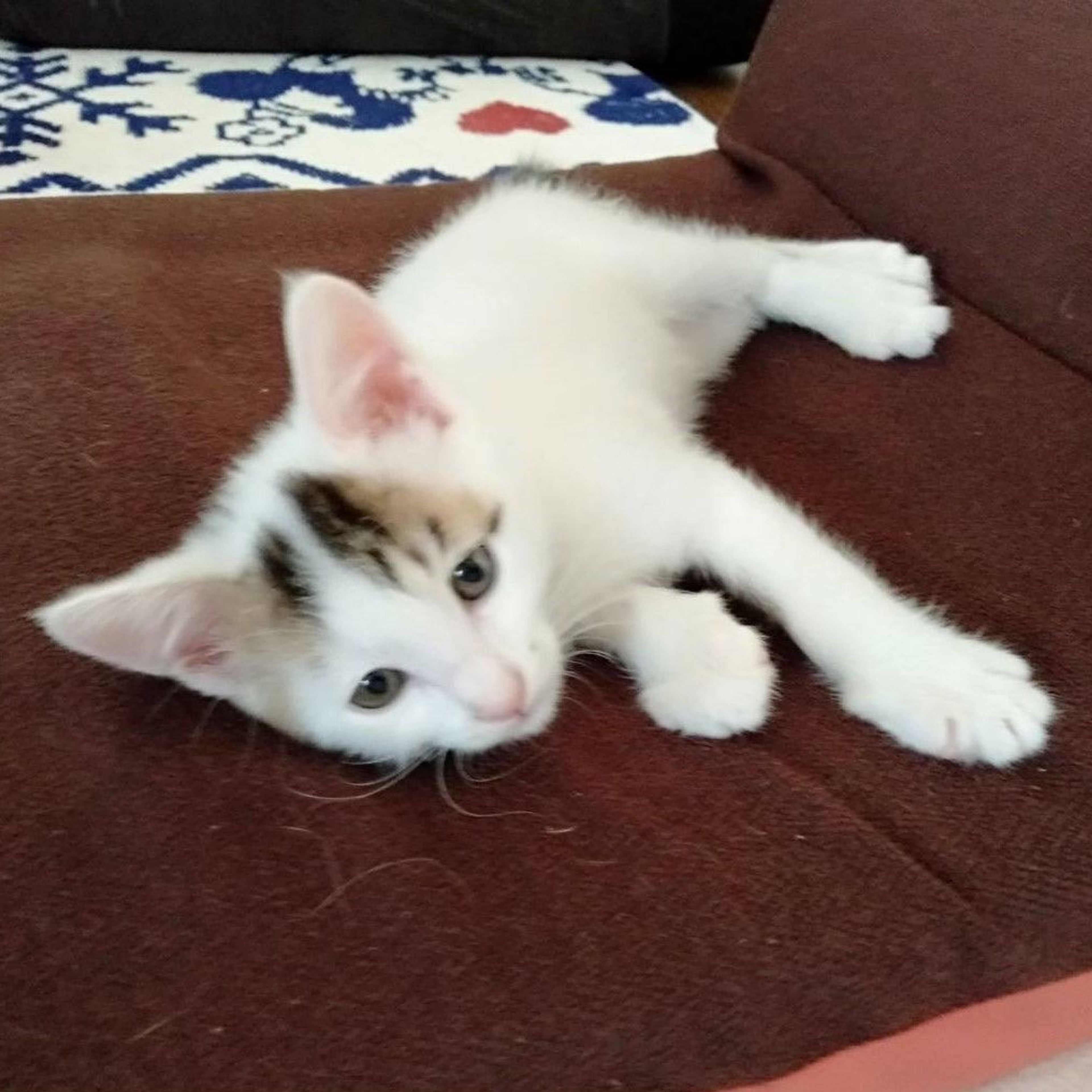 pet-image-9